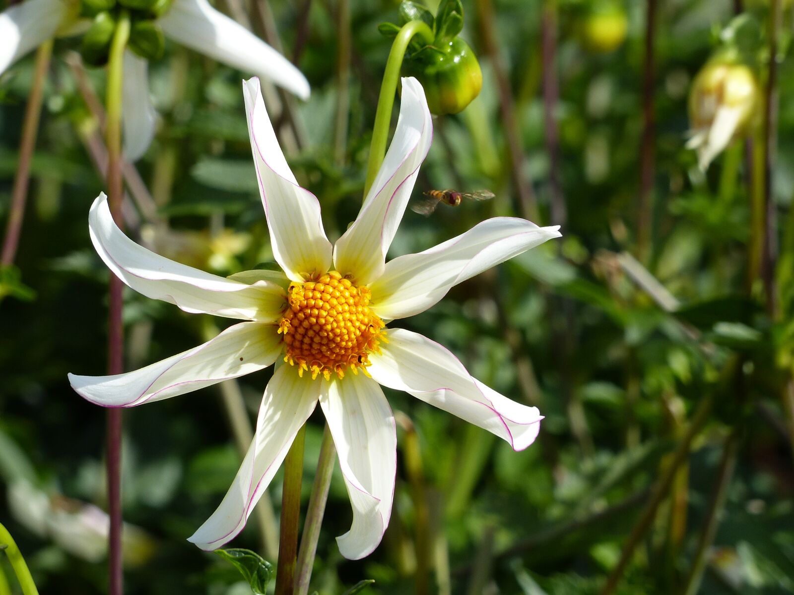 Panasonic Lumix DMC-FZ200 sample photo. Dahlia, white, yellow photography