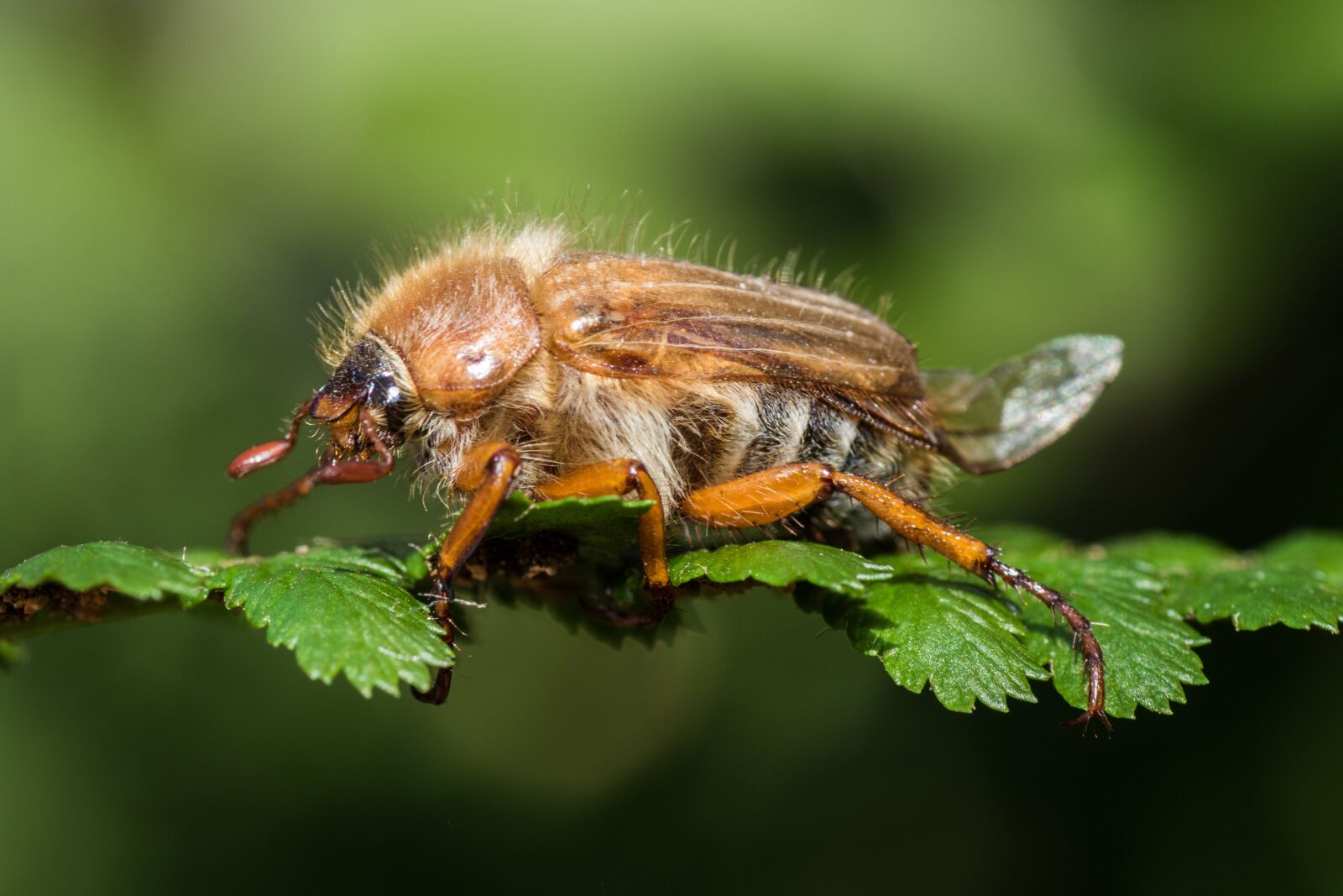 Canon EOS 7D Mark II sample photo. Chafer, maikäfer, krabbeltier photography