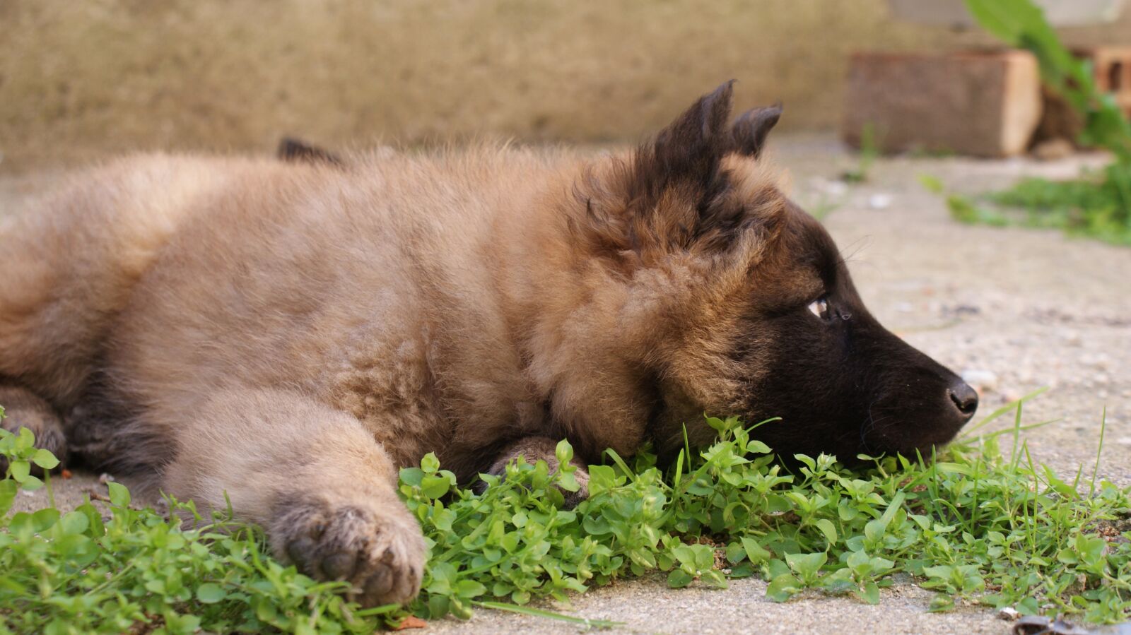 Sony Alpha DSLR-A300 sample photo. Dog, puppy, animal photography