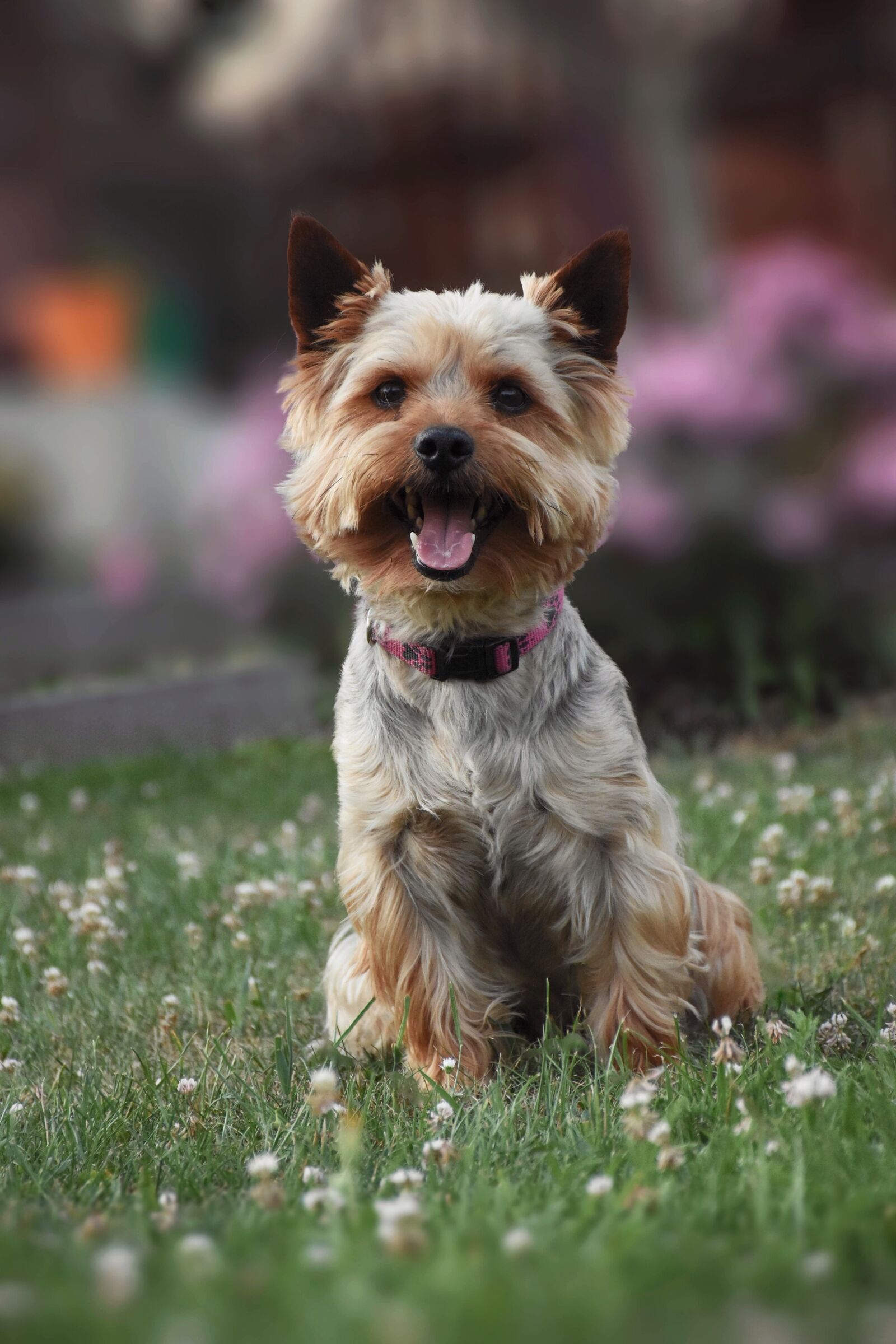 Nikon D7200 sample photo. Dog, animal, doggie photography