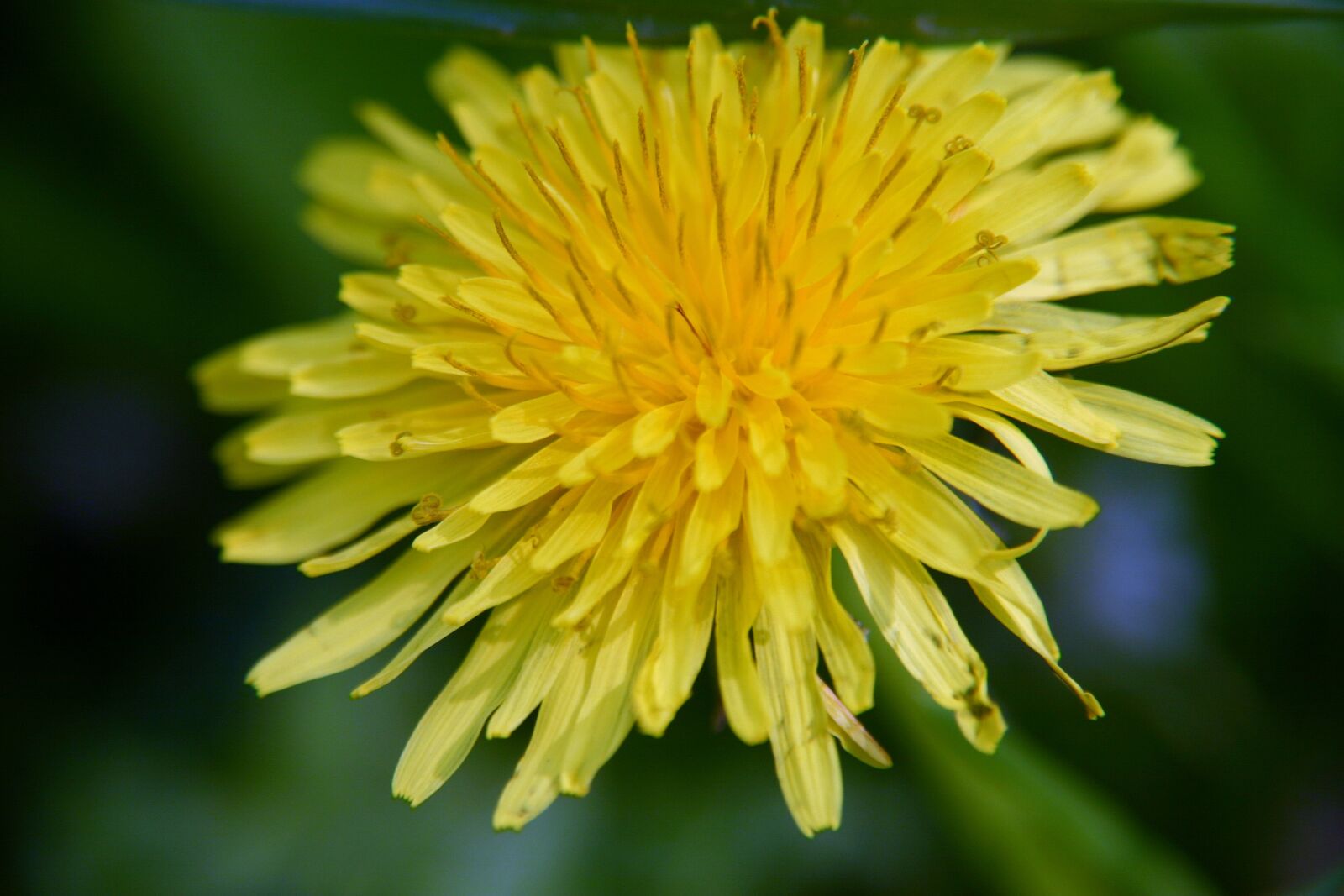 Canon EOS 300D (EOS Digital Rebel / EOS Kiss Digital) sample photo. Yellow, dandelion, flower photography