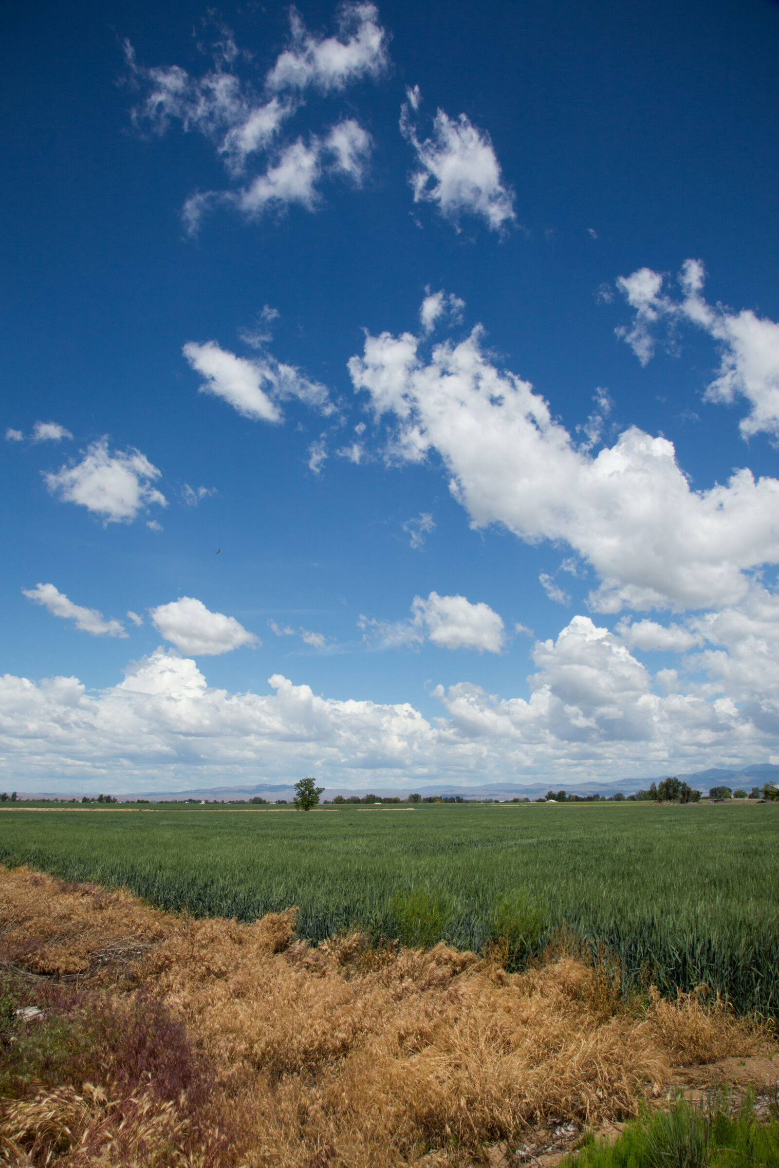 Canon EOS 6D + Canon EF 24-105mm F4L IS USM sample photo. Clouds, fields, wheat, farm photography