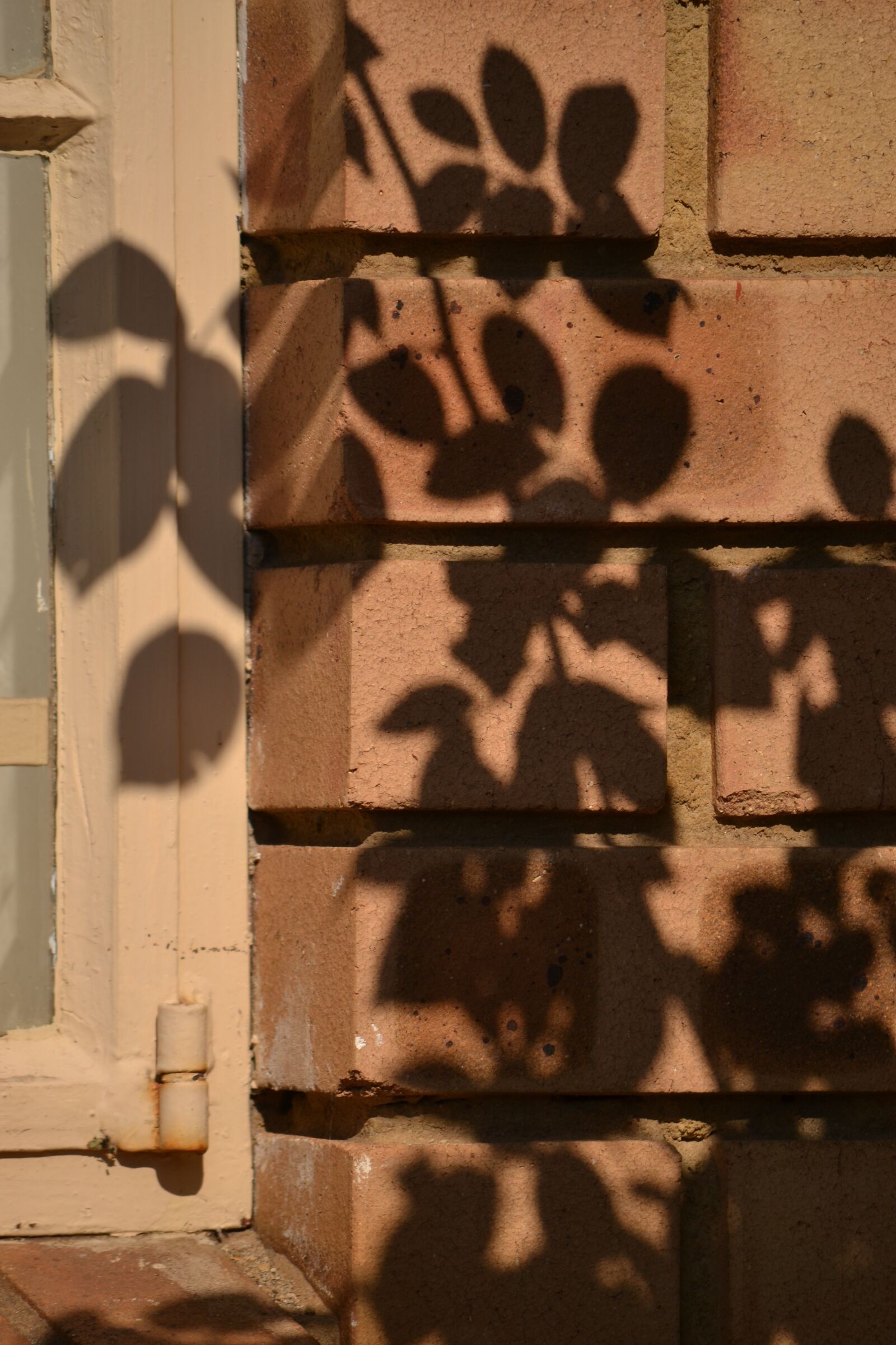 Nikon D3100 sample photo. Shadow, wall, garden photography