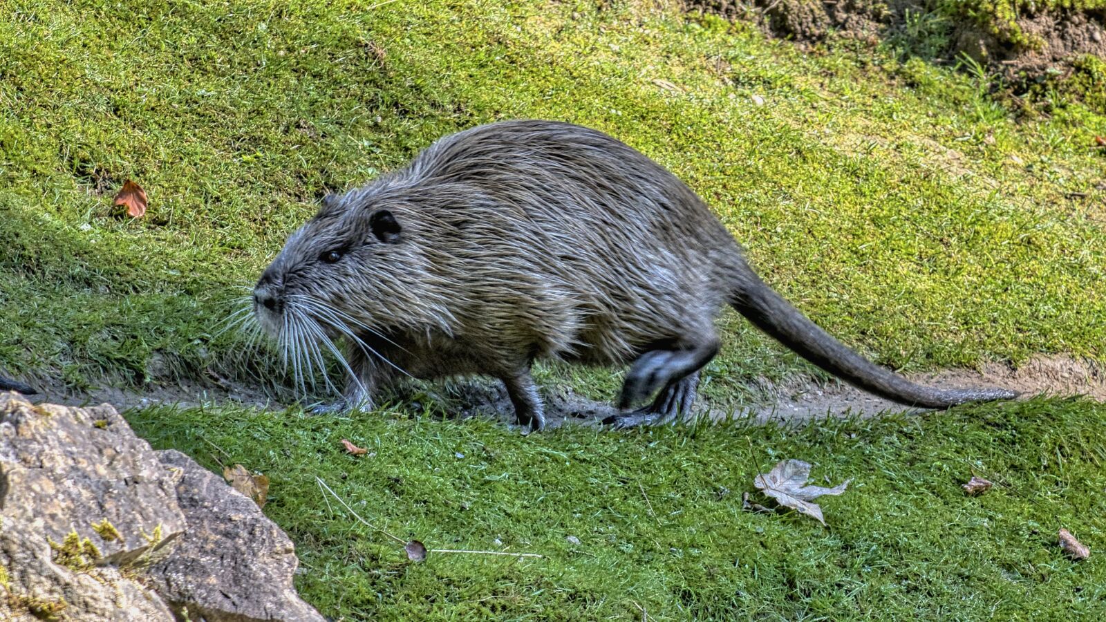 Nikon D7500 sample photo. Nutria, rodent, species of photography