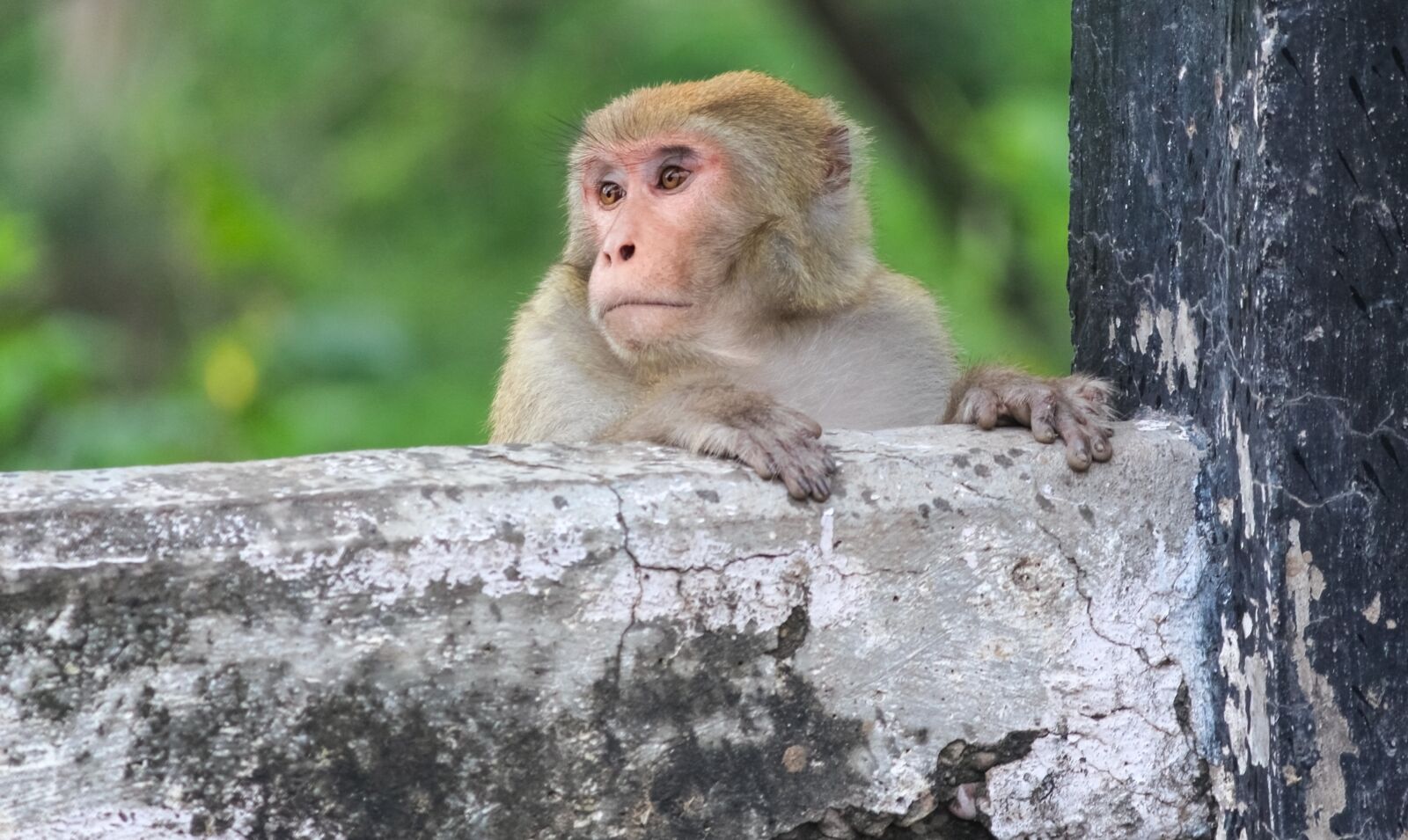 Canon EOS 700D (EOS Rebel T5i / EOS Kiss X7i) + Canon EF-S 55-250mm F4-5.6 IS II sample photo. Monkey, wildlife, nature photography