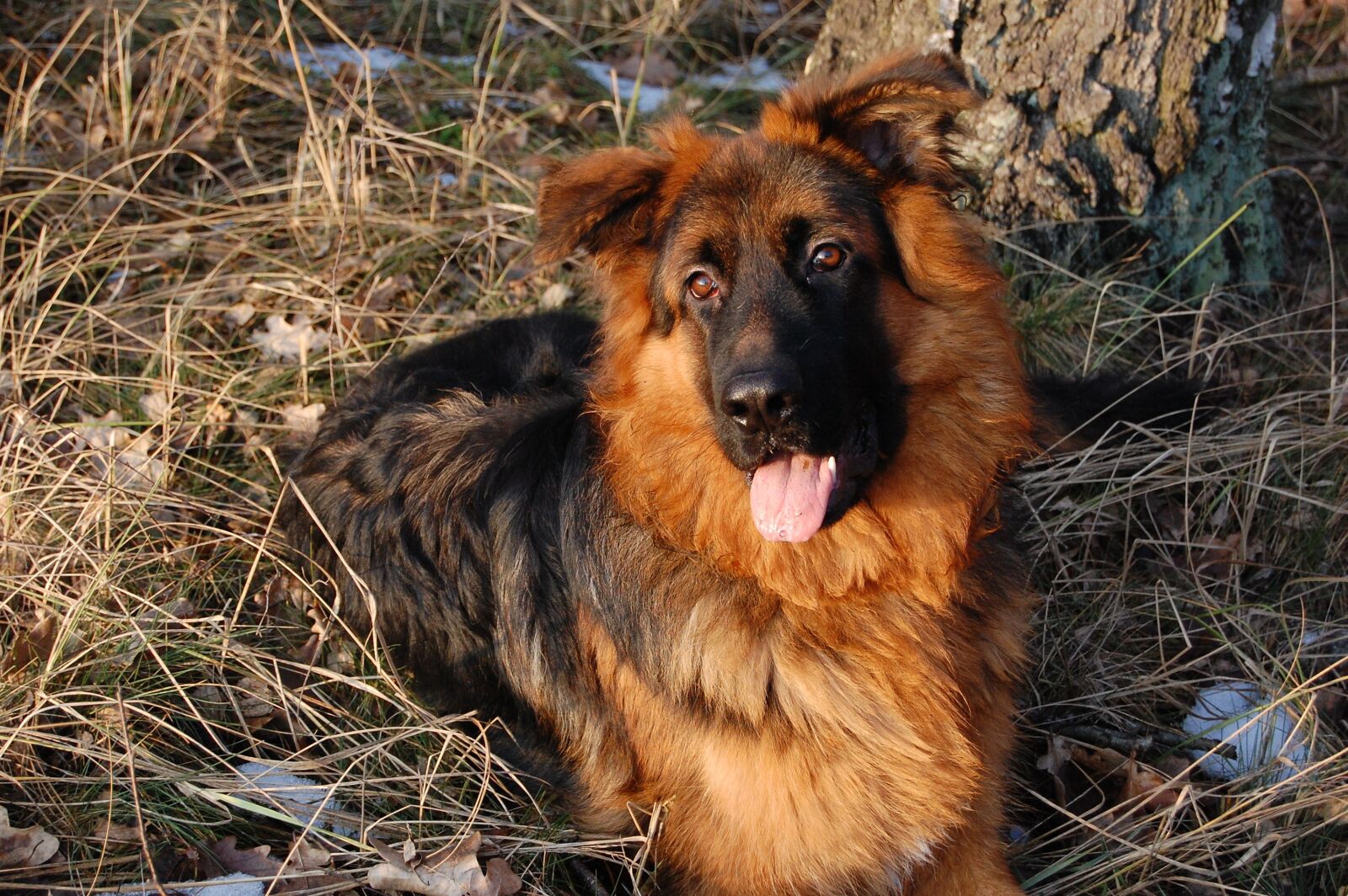 Nikon D40 sample photo. Dog, forest, winter photography