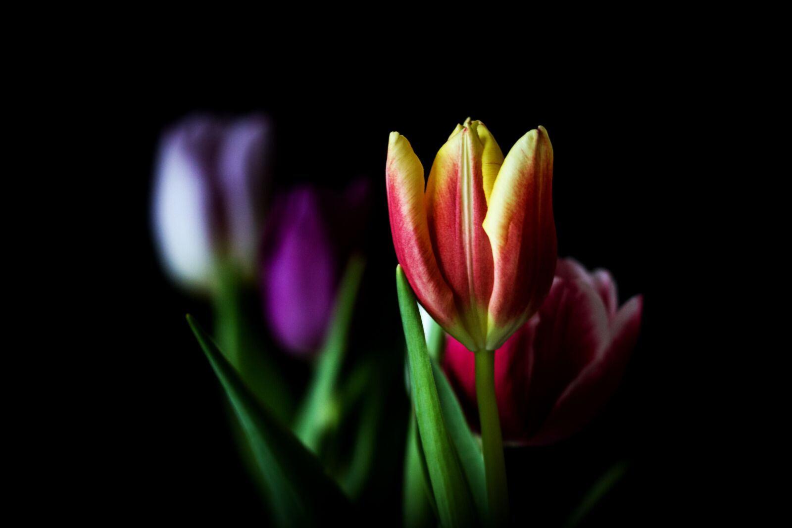 Canon EOS 600D (Rebel EOS T3i / EOS Kiss X5) sample photo. Nature, tulip, flower photography