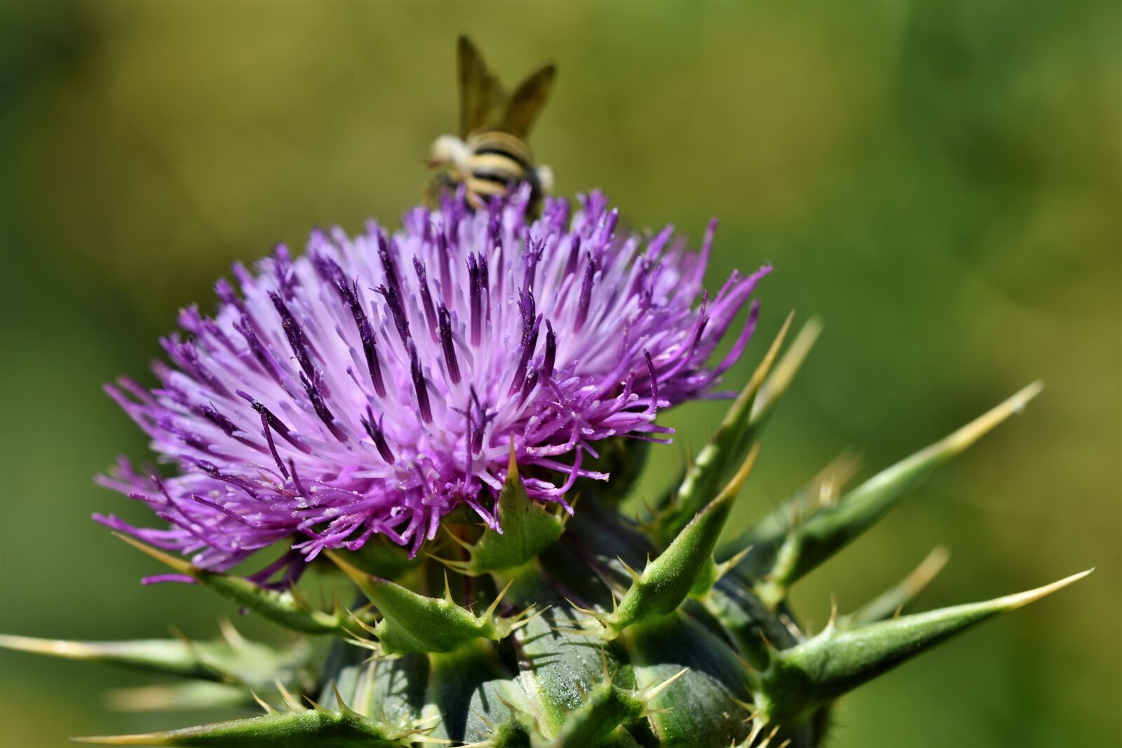Nikon D7200 sample photo. Thistle, common donkey thistle photography