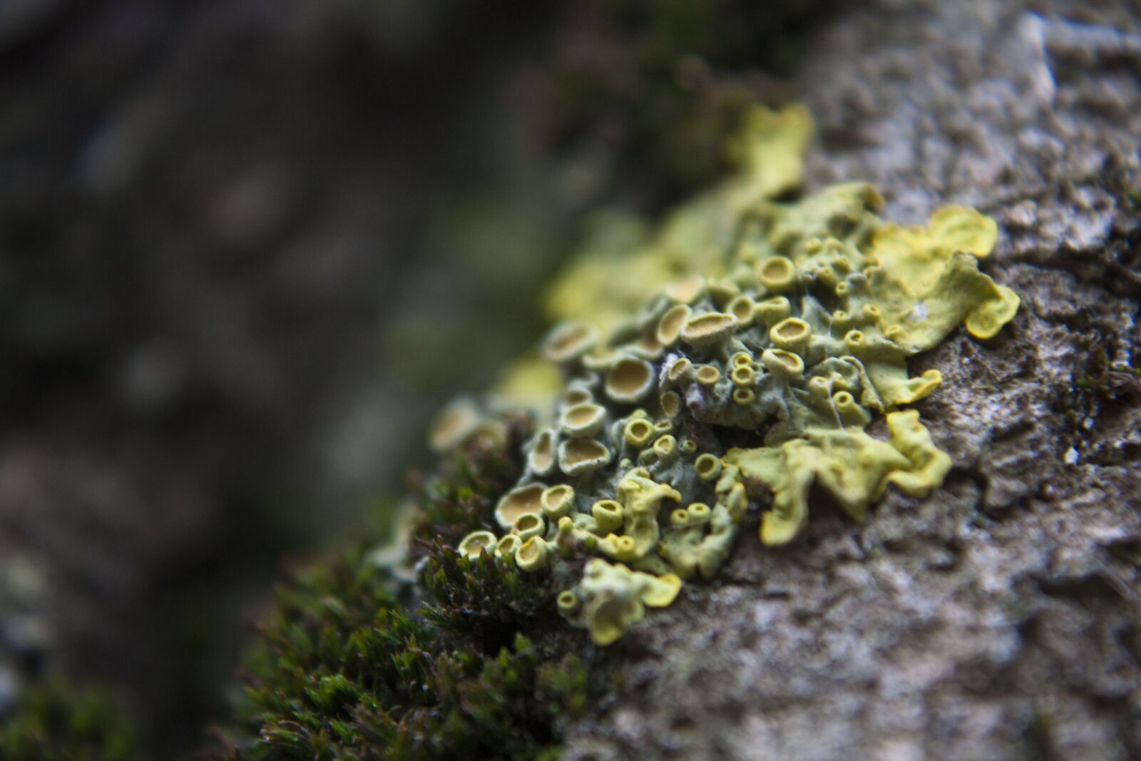 Canon EOS 450D (EOS Rebel XSi / EOS Kiss X2) sample photo. Lichen, macro, yellow photography