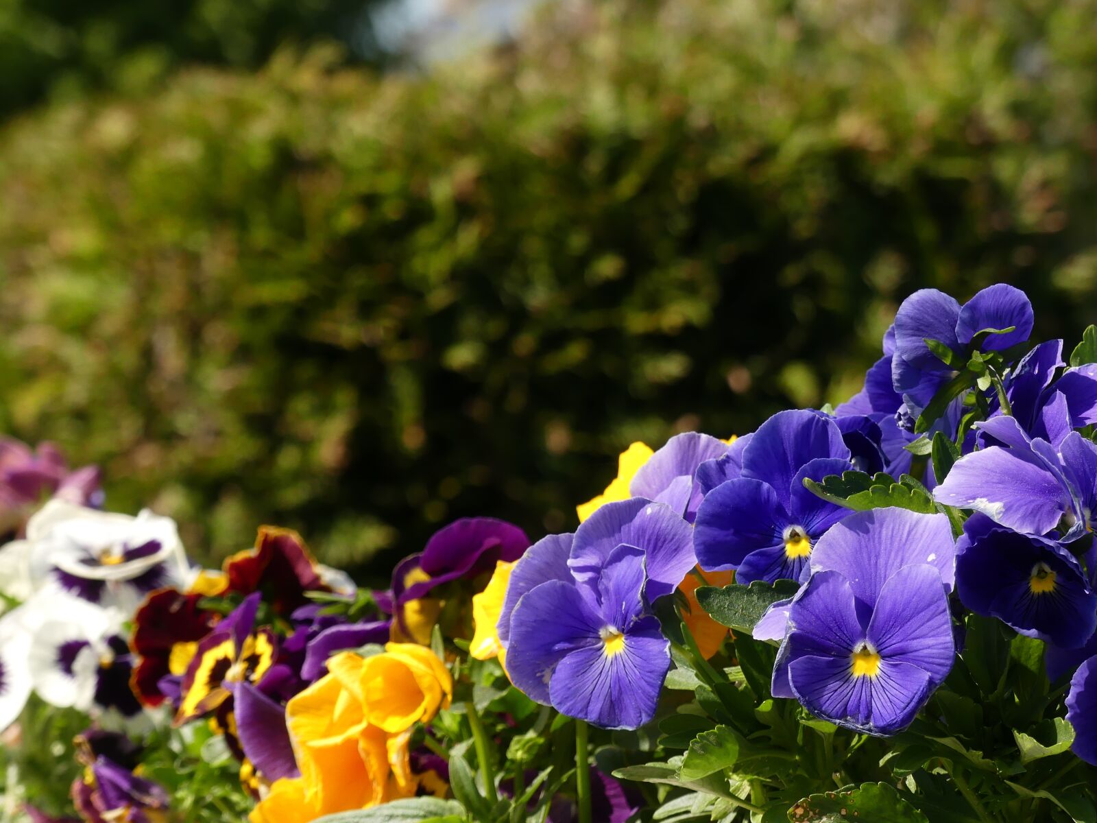 Panasonic Lumix DMC-FZ300 sample photo. Pansy, garden, flowers photography