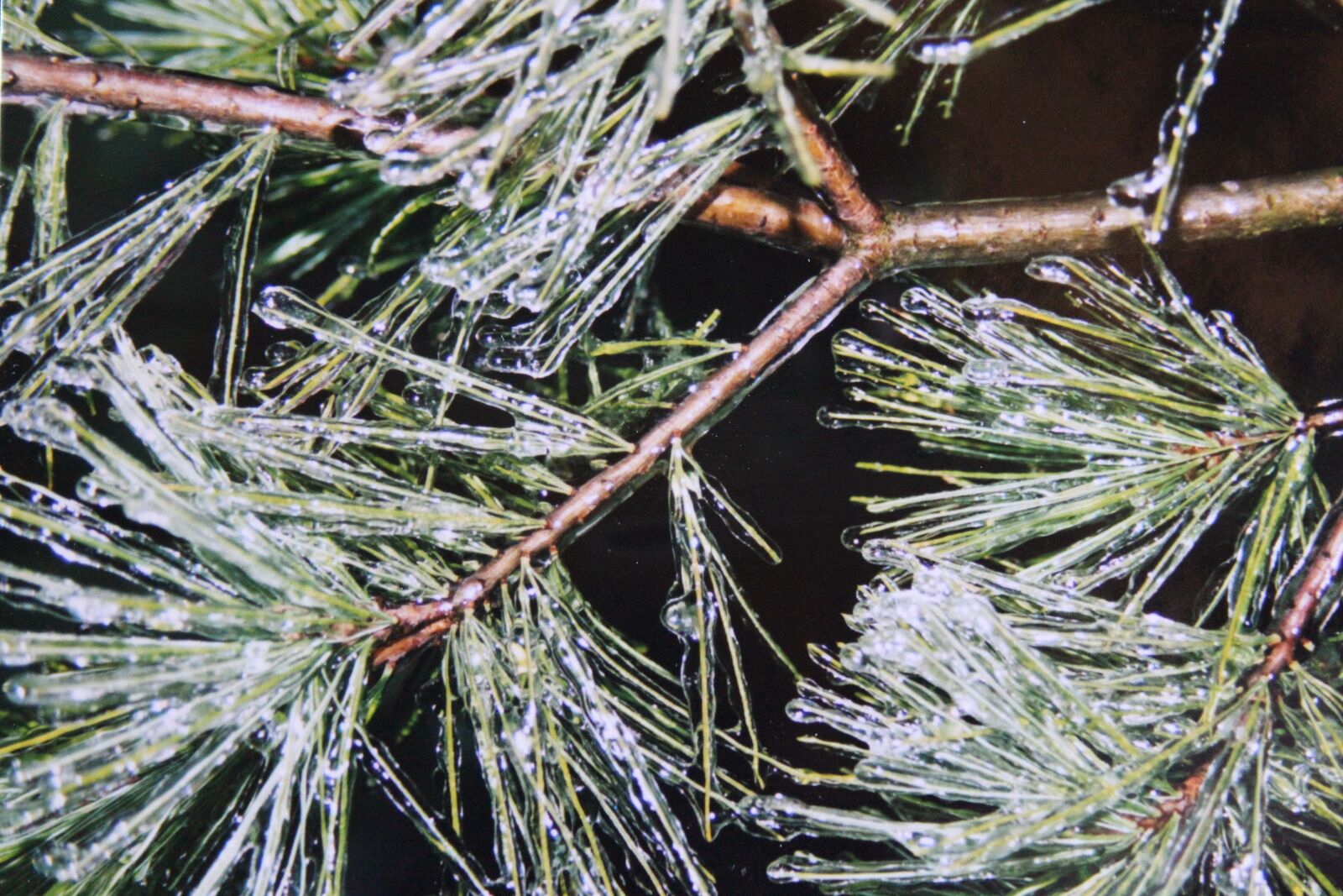Canon EOS 600D (Rebel EOS T3i / EOS Kiss X5) sample photo. Pine, pine needles, ice photography