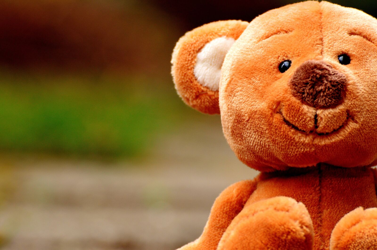 Nikon D3200 sample photo. Teddy, cute, animal photography