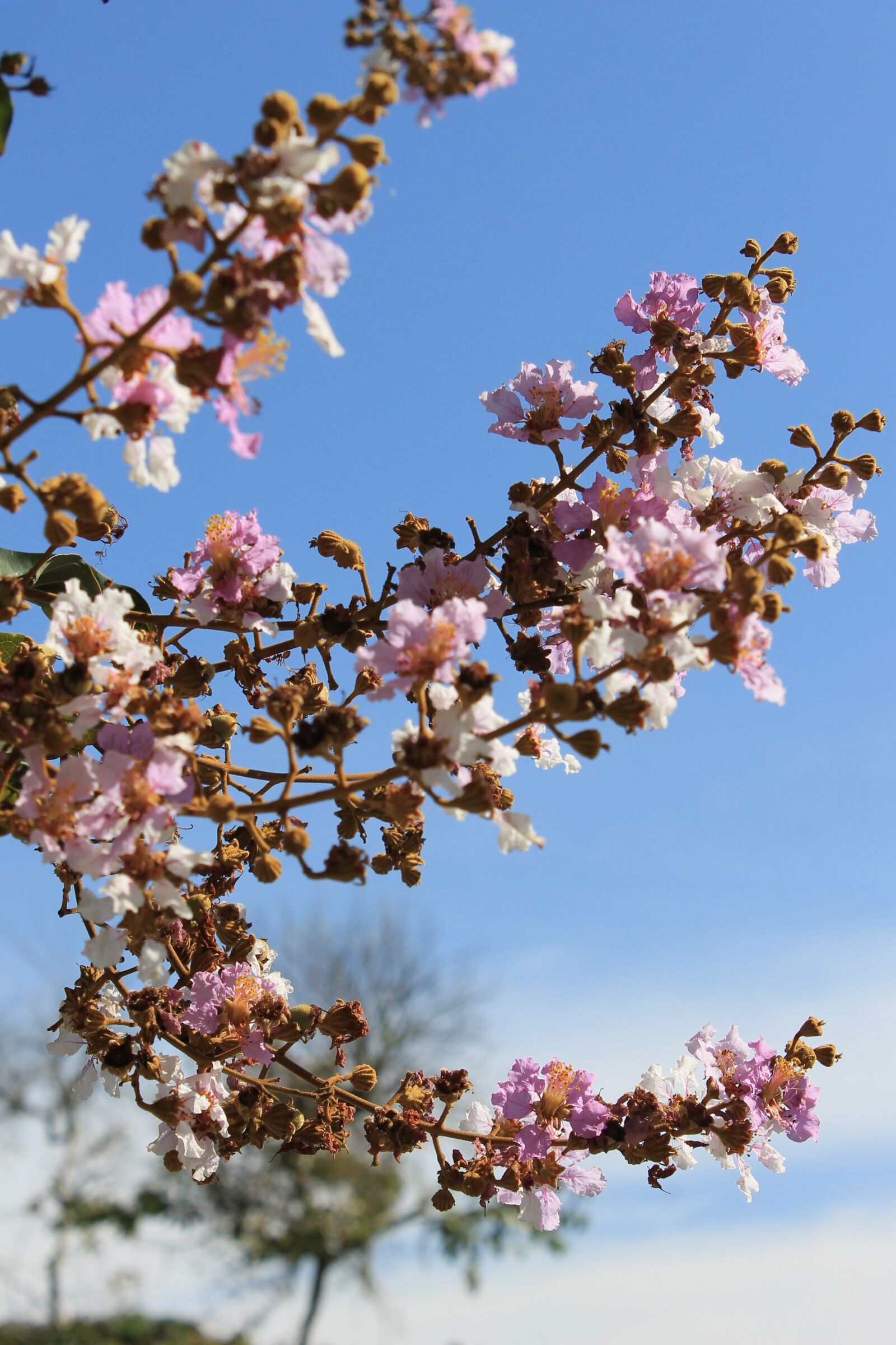 Canon EOS 1100D (EOS Rebel T3 / EOS Kiss X50) sample photo. Flower, pink, sky photography