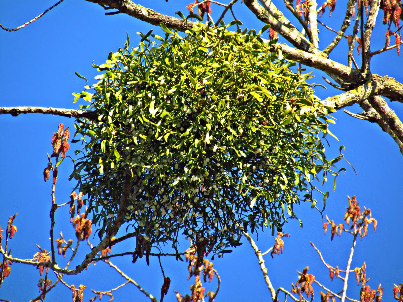 Canon PowerShot SX30 IS sample photo. Mistletoe, tree, the parasite photography