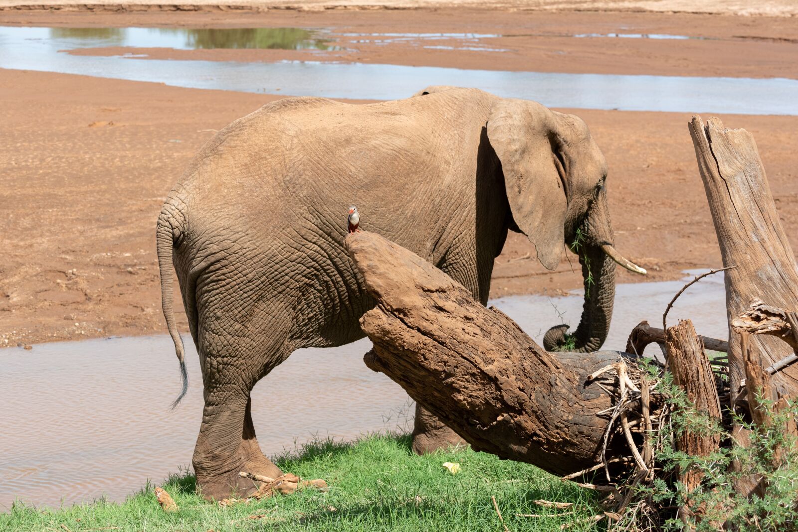 Nikon D750 sample photo. Elephant, africa, safari photography