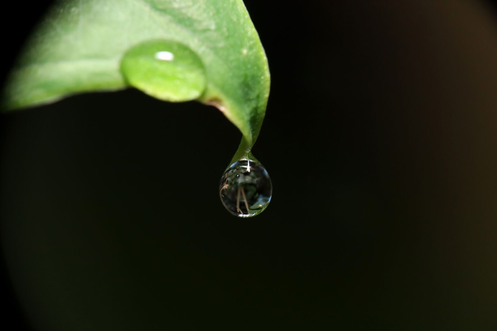 Canon EOS M50 (EOS Kiss M) sample photo. Drop of water, water photography