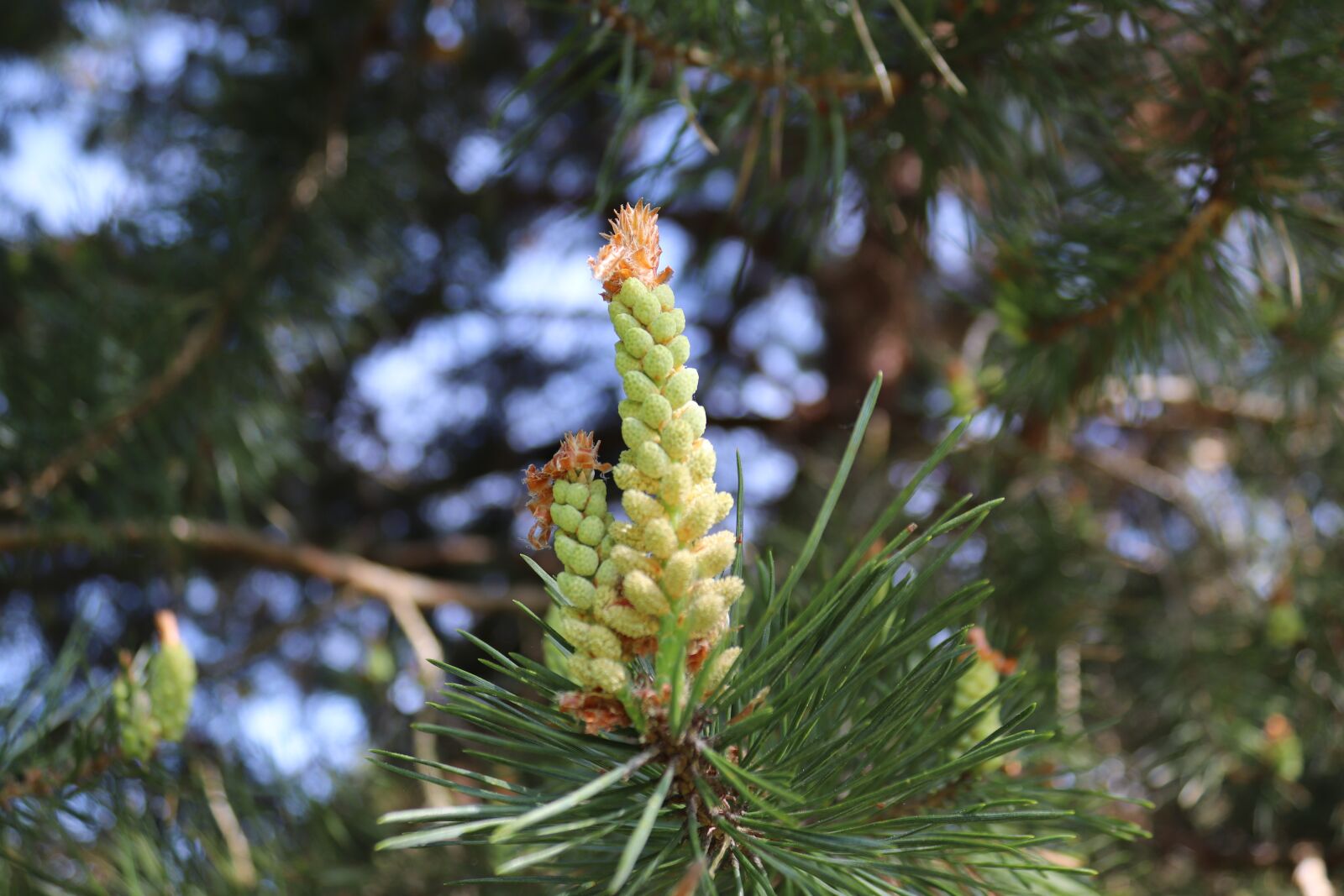 Canon EOS 200D (EOS Rebel SL2 / EOS Kiss X9) sample photo. Tree, needle, pine photography