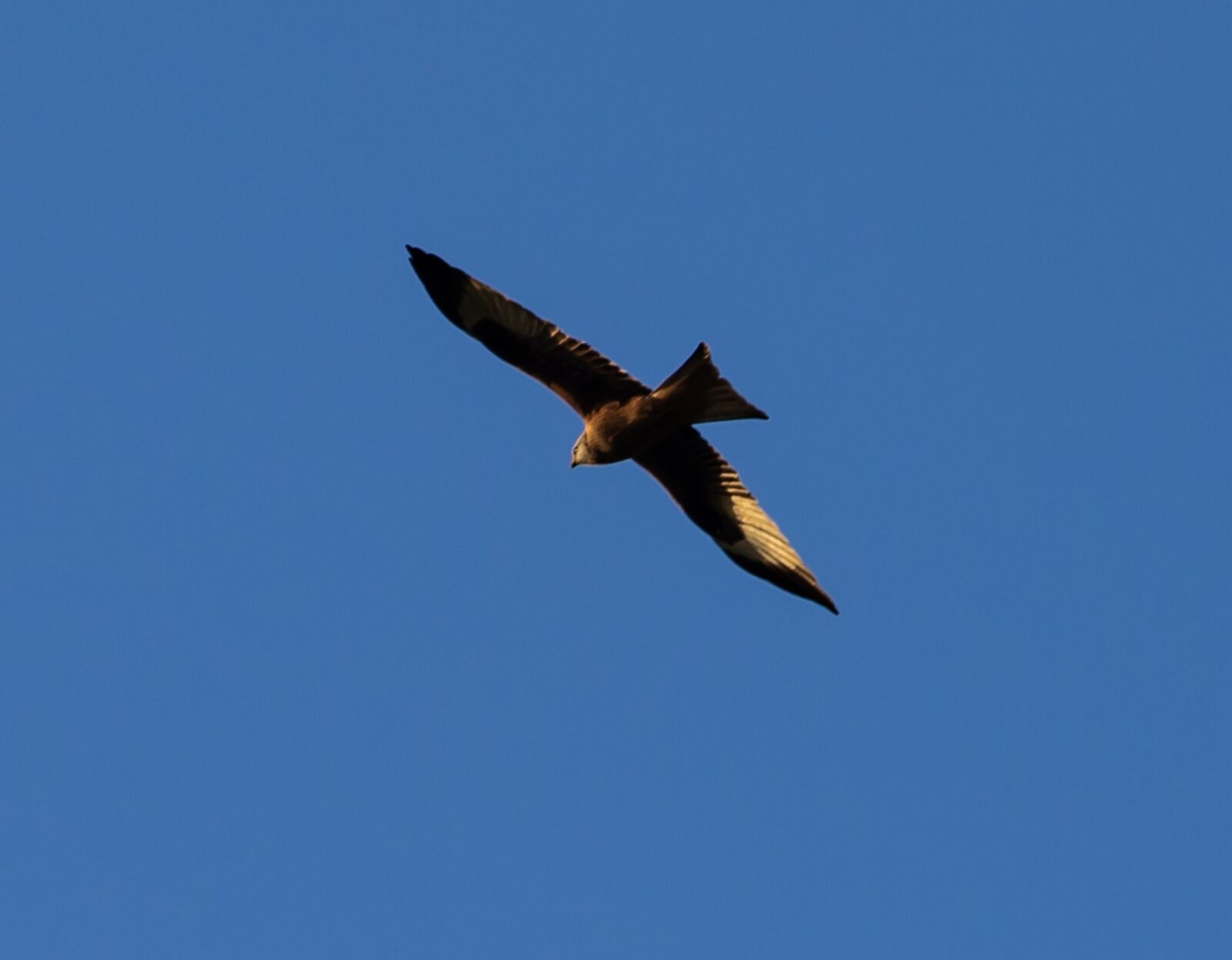 Canon EOS 7D Mark II + Canon EF 70-200mm F4L USM sample photo. Red kite in flight photography