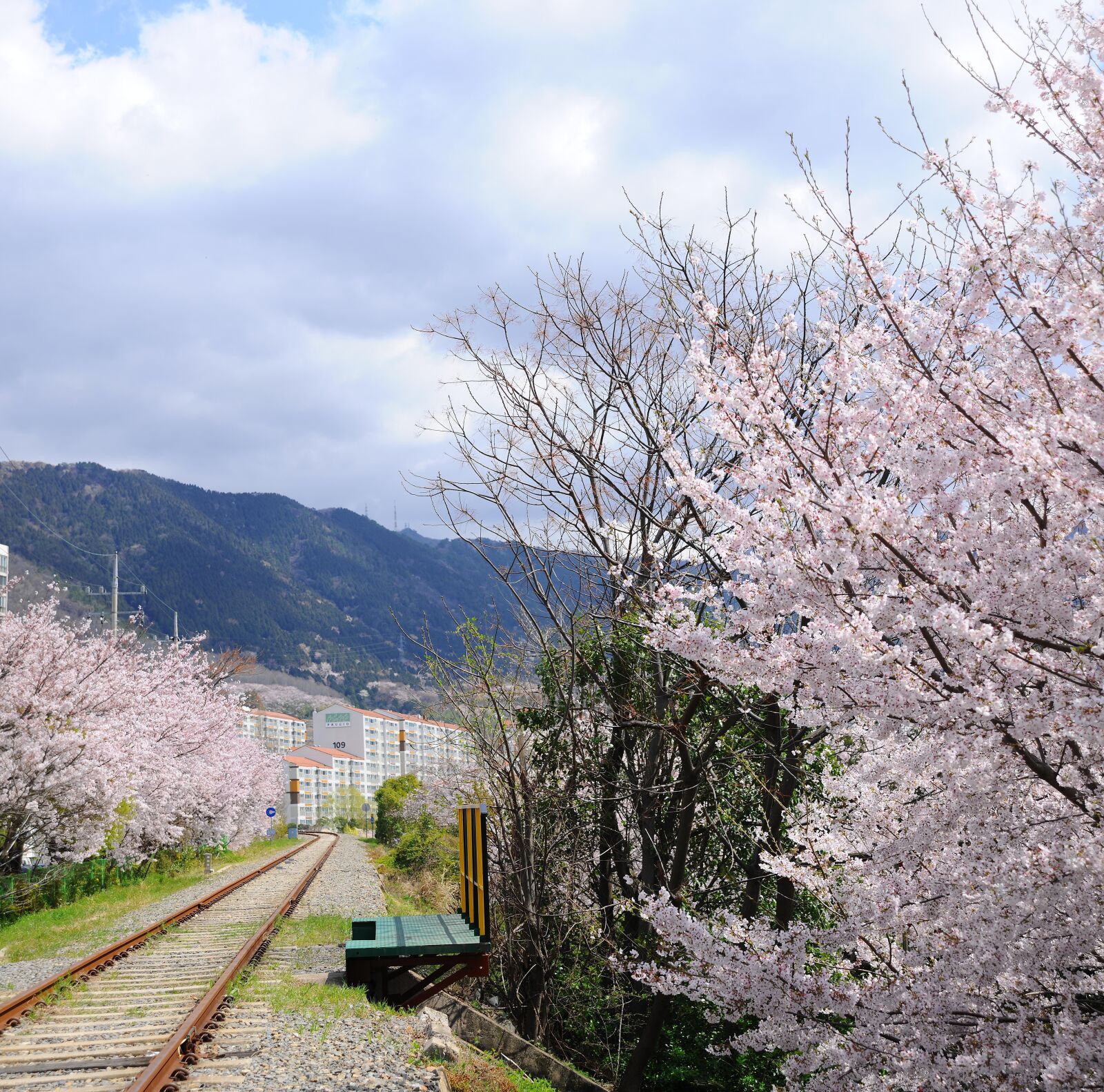 Nikon D3X sample photo. Cherry blossom, railroad tracks photography