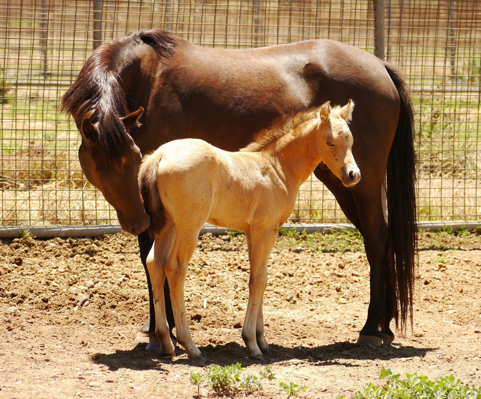 Panasonic Lumix DMC-G5 sample photo. Foal, horse, australia photography