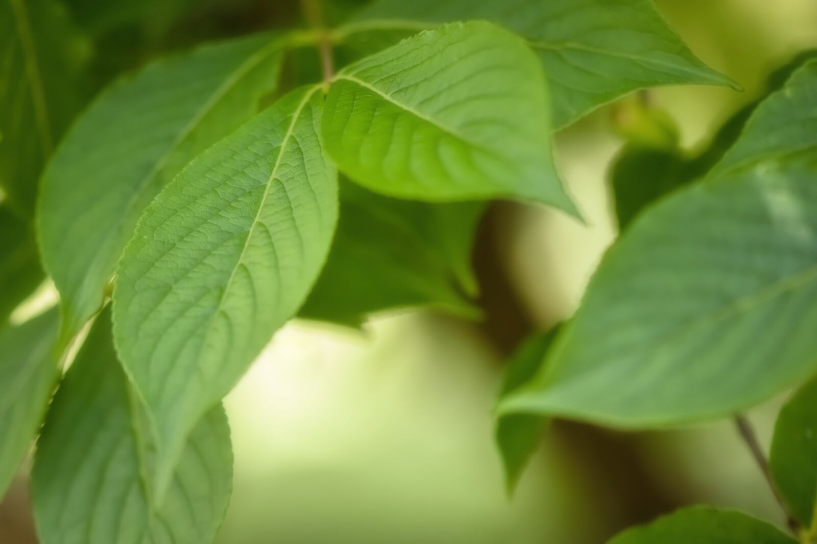 Nikon D7200 sample photo. Leaves, tree, nature photography