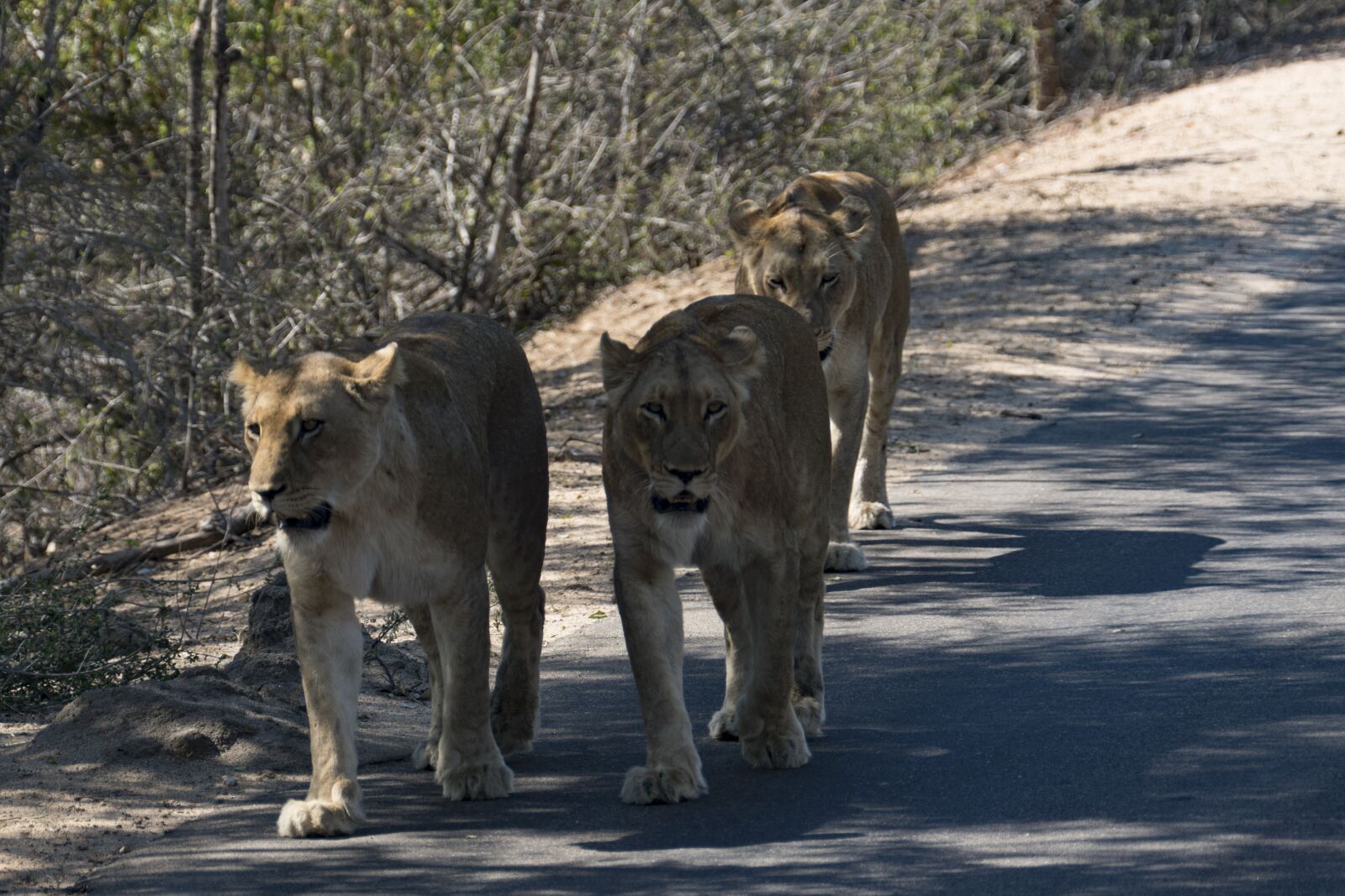 Minolta/Sony AF 70-200mm F2.8 G sample photo. Lion, lionesses, africa photography