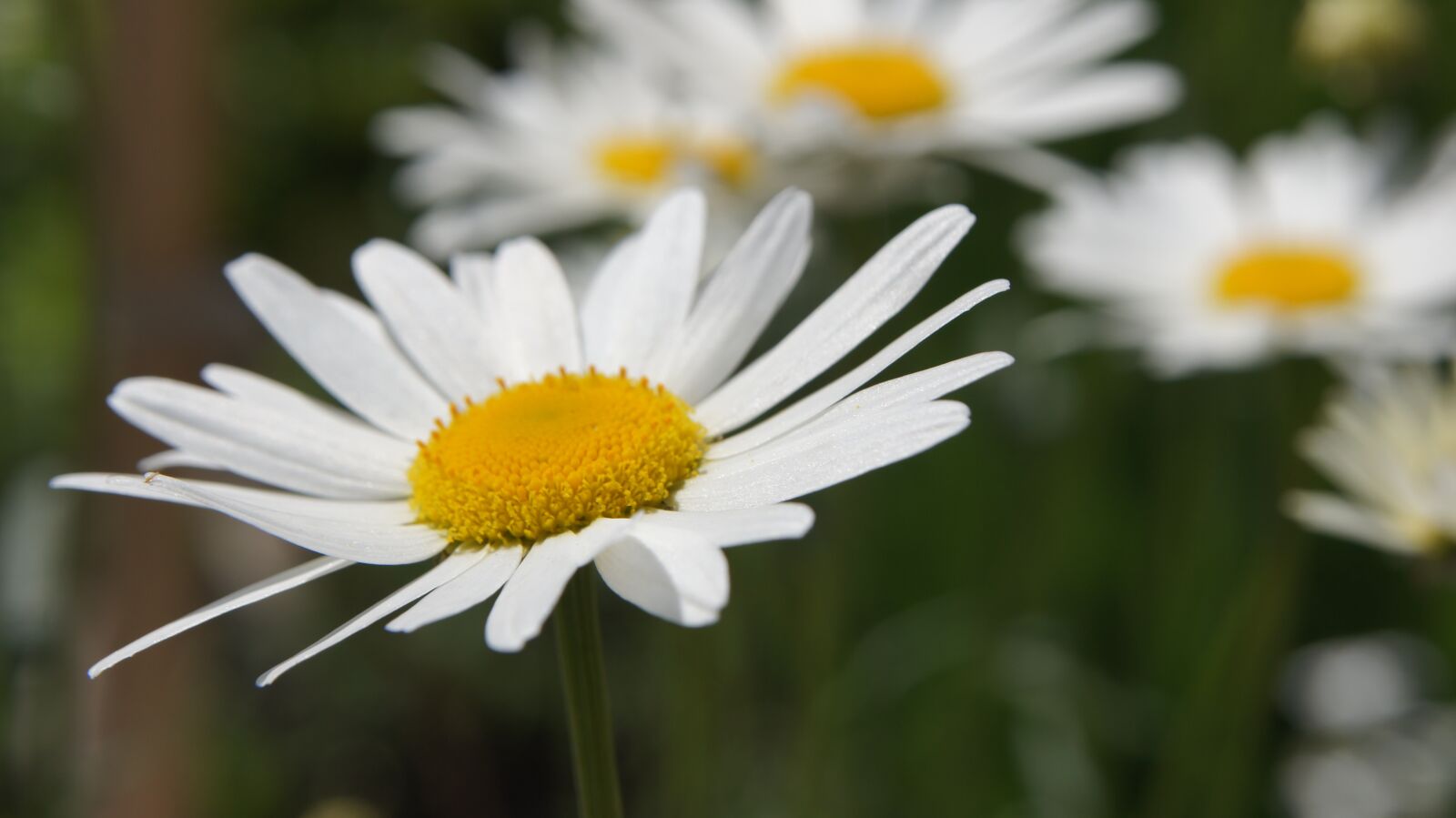 Sony SLT-A55 (SLT-A55V) sample photo. Pyrethrum, flower, white photography