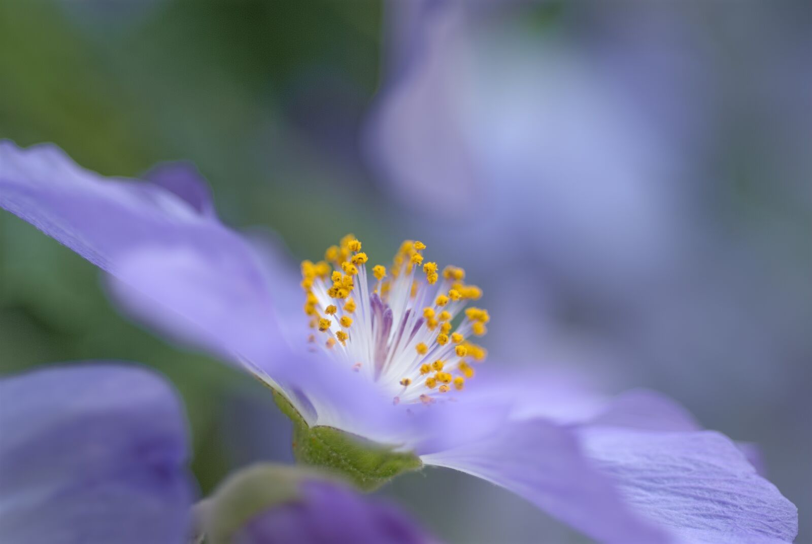 Nikon D200 sample photo. Abutilon suntense, flower, violet photography