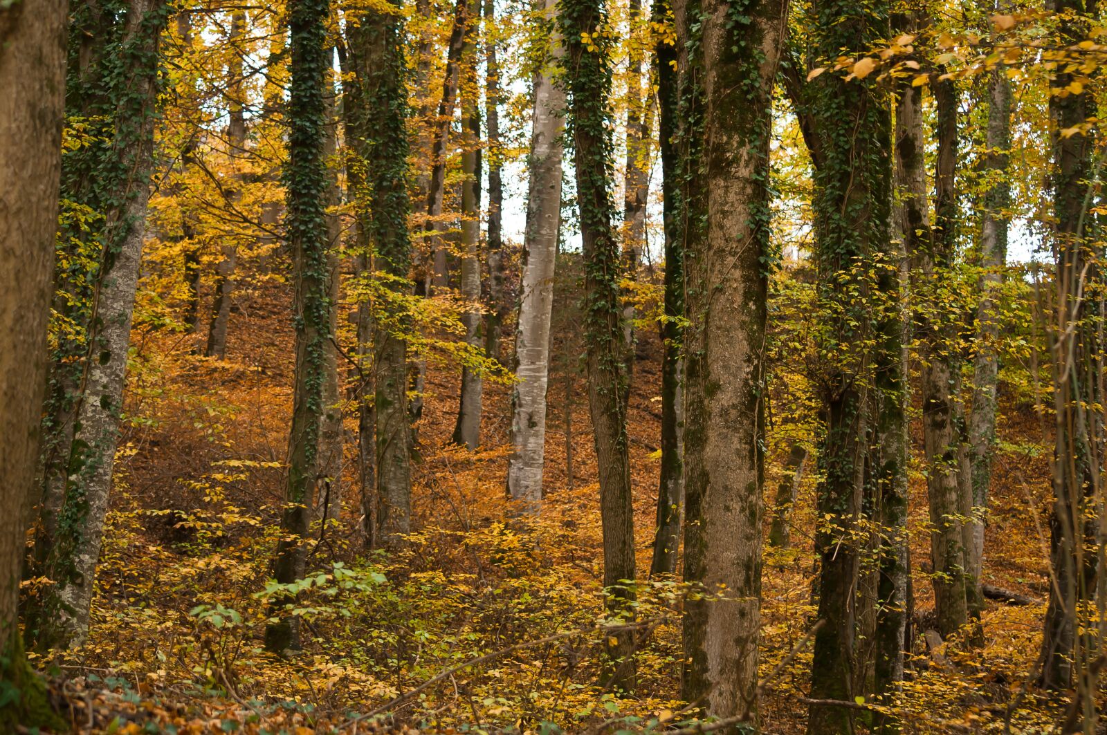 Nikon D90 sample photo. Forest, autumn, trees photography
