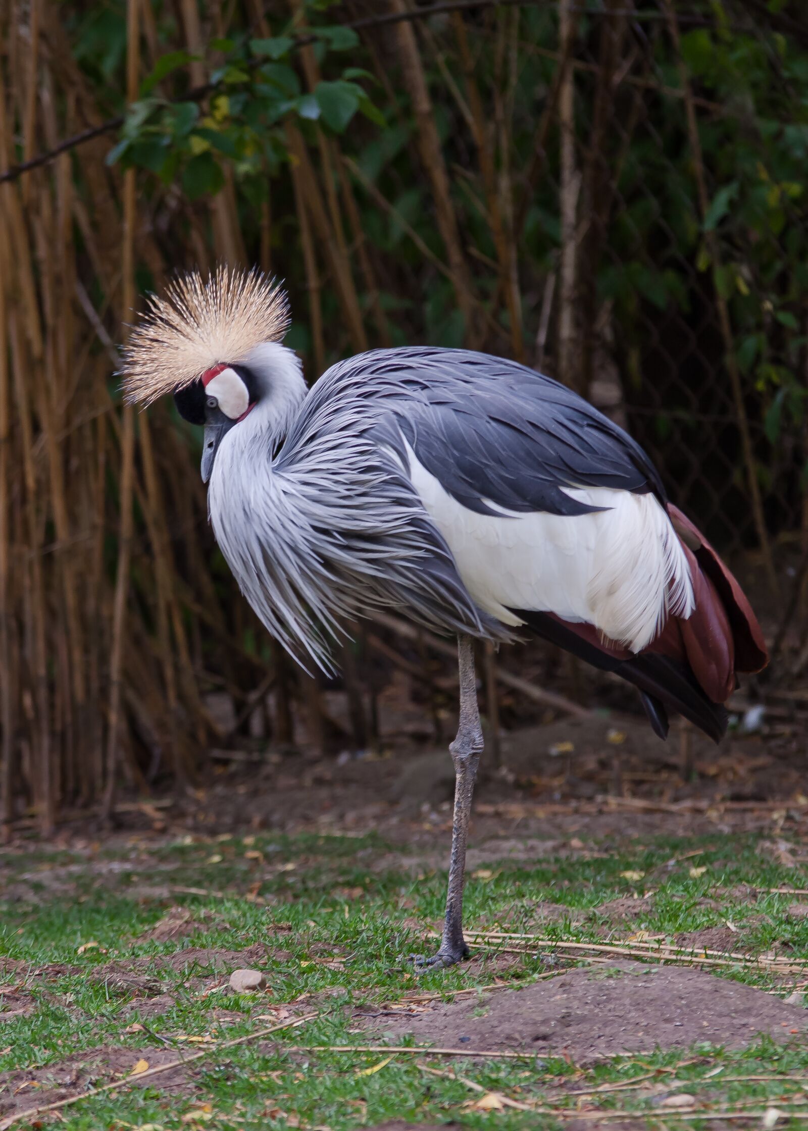 Canon EOS 50D sample photo. Crane, bird, animal world photography