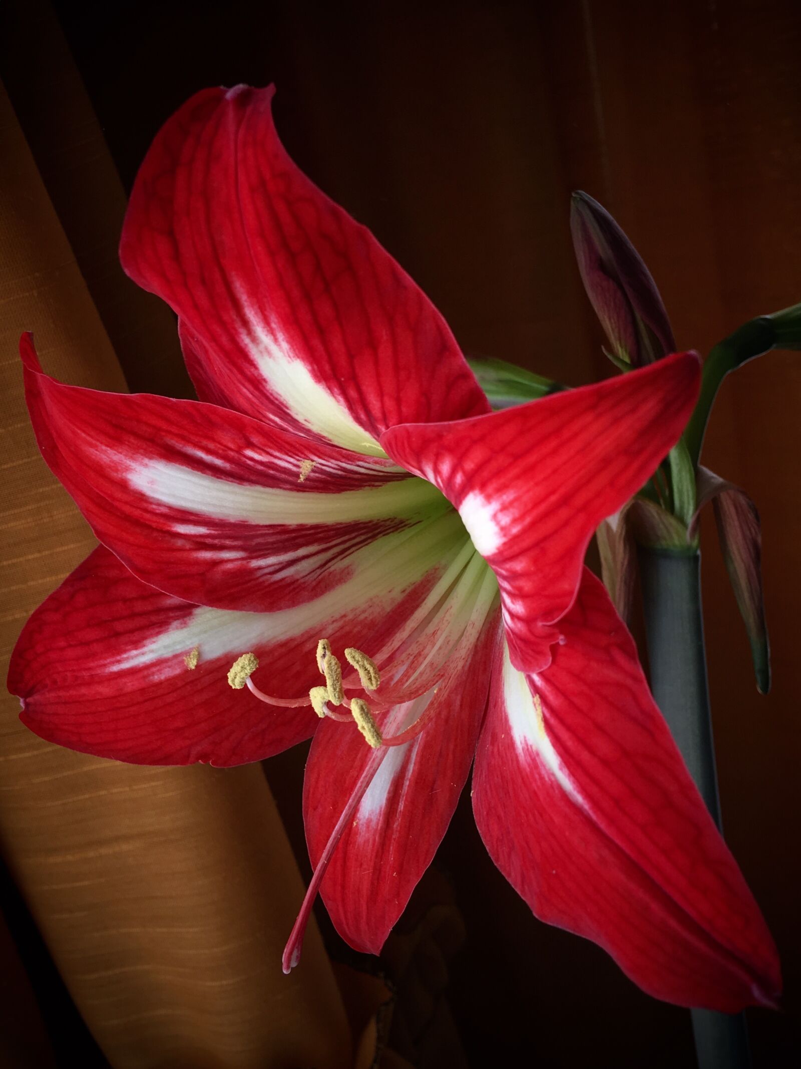 iPhone 6s Plus back camera 4.15mm f/2.2 sample photo. Lilium, red flower, pistils photography