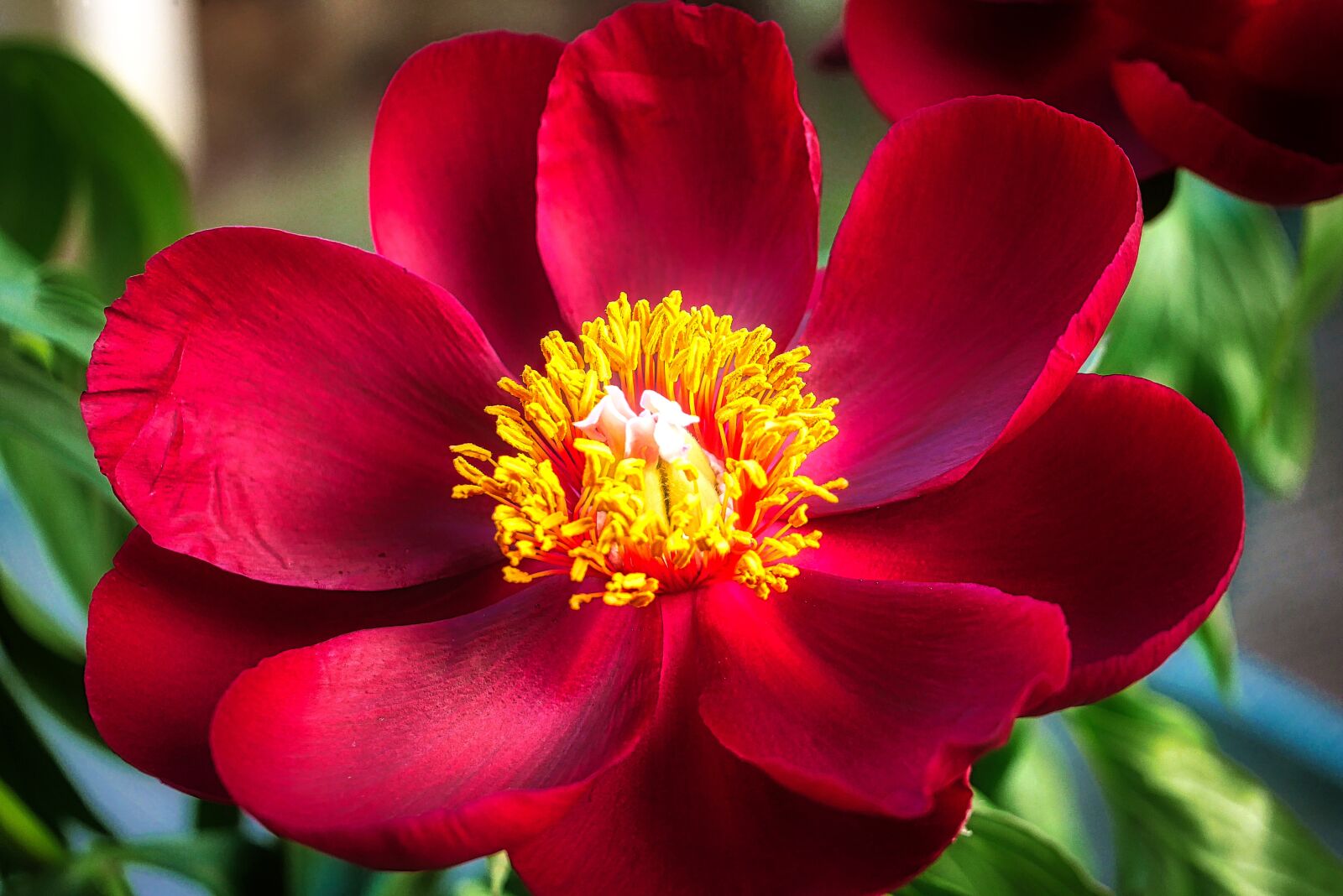 Panasonic Lumix DMC-GX7 sample photo. Nature, flower, plant photography