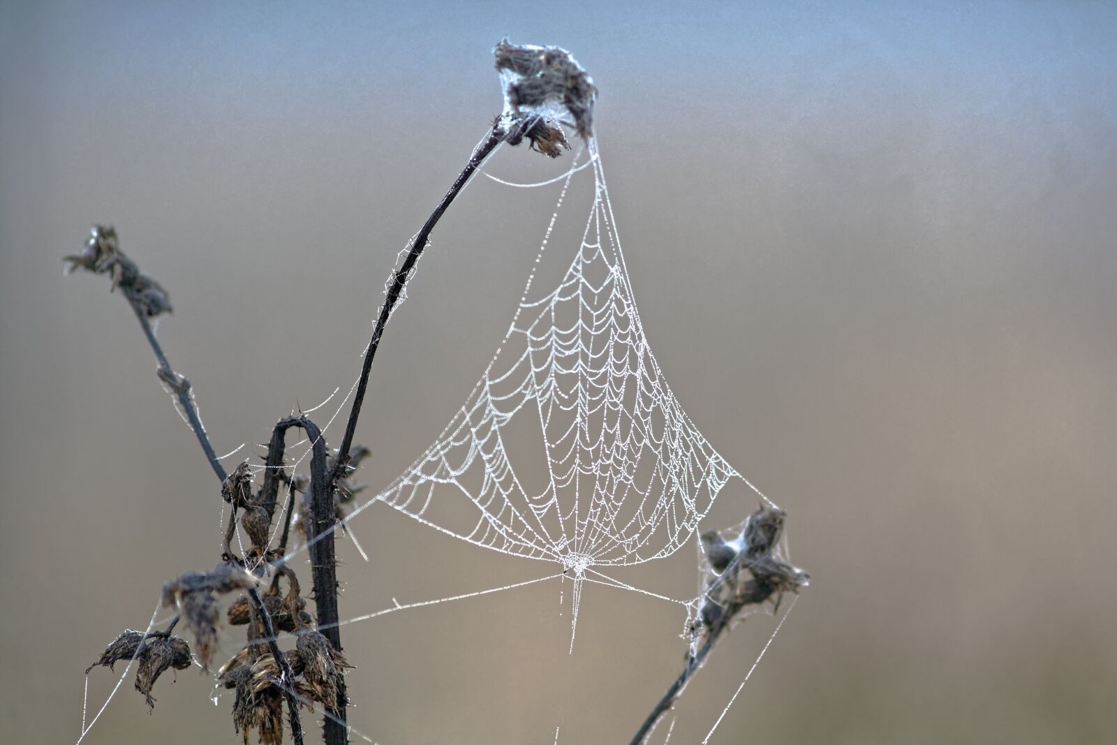Canon EOS 1000D (EOS Digital Rebel XS / EOS Kiss F) sample photo. Nature, spider web, morning photography