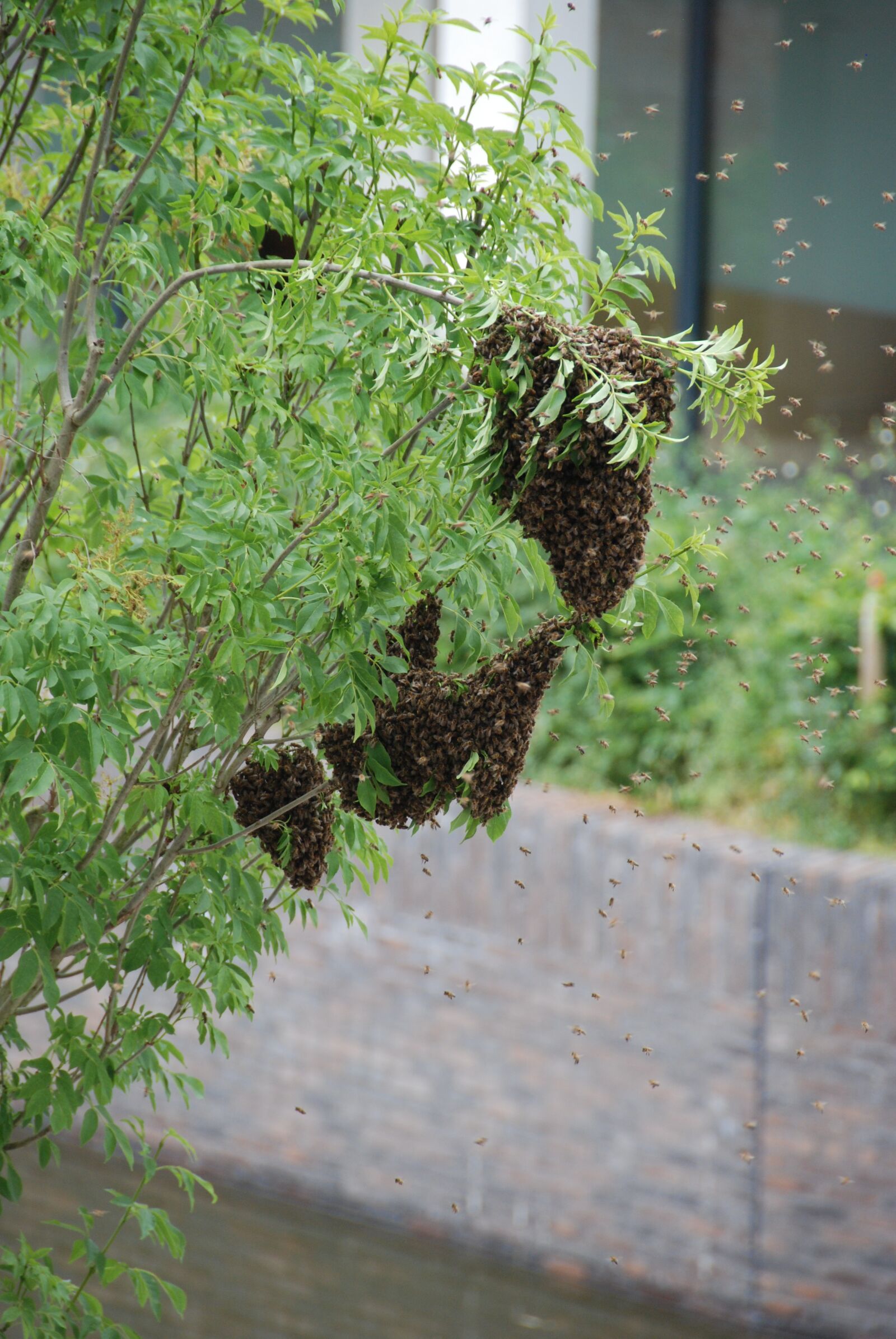 Nikon D80 sample photo. Bees, swarm of bees photography