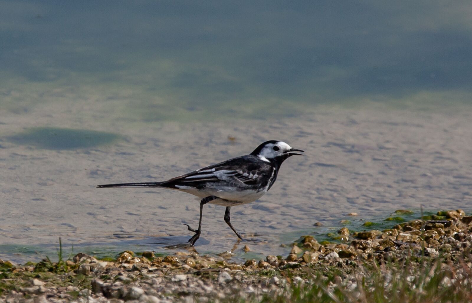 150-600mm F5-6.3 DG OS HSM | Contemporary 015 sample photo. Pied wagtail, wagtail, small photography