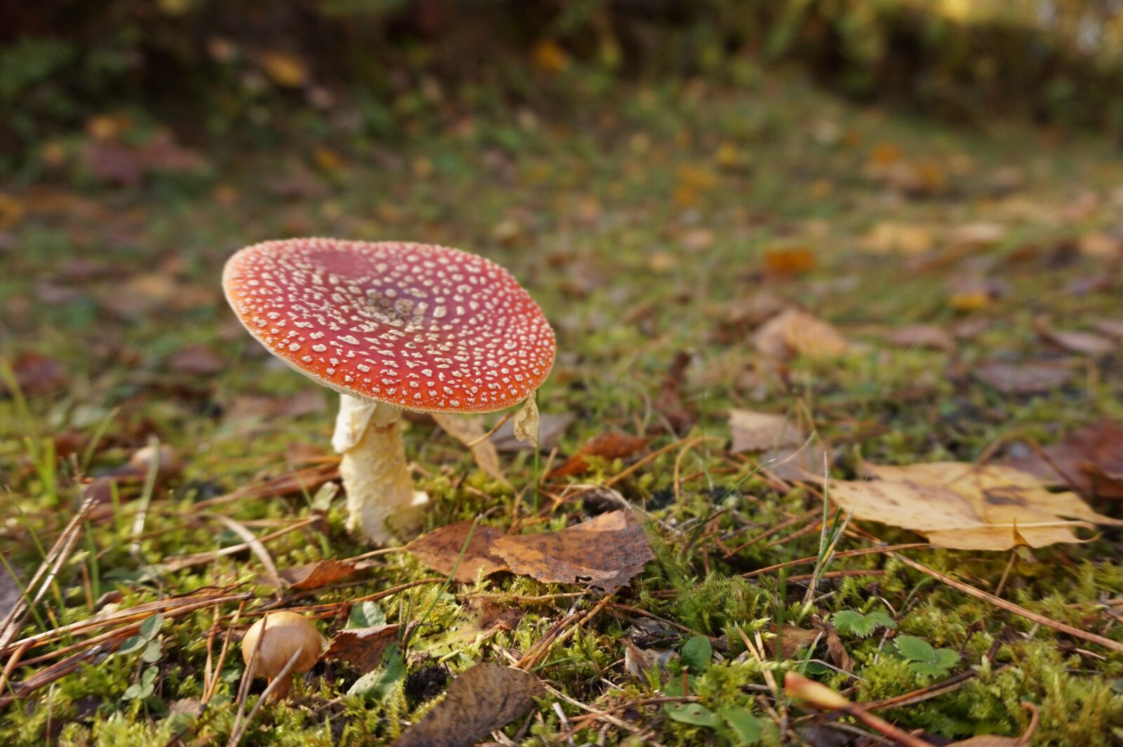 Sony Alpha a5000 (ILCE 5000) sample photo. Autumn, fly agaric, mushroom photography