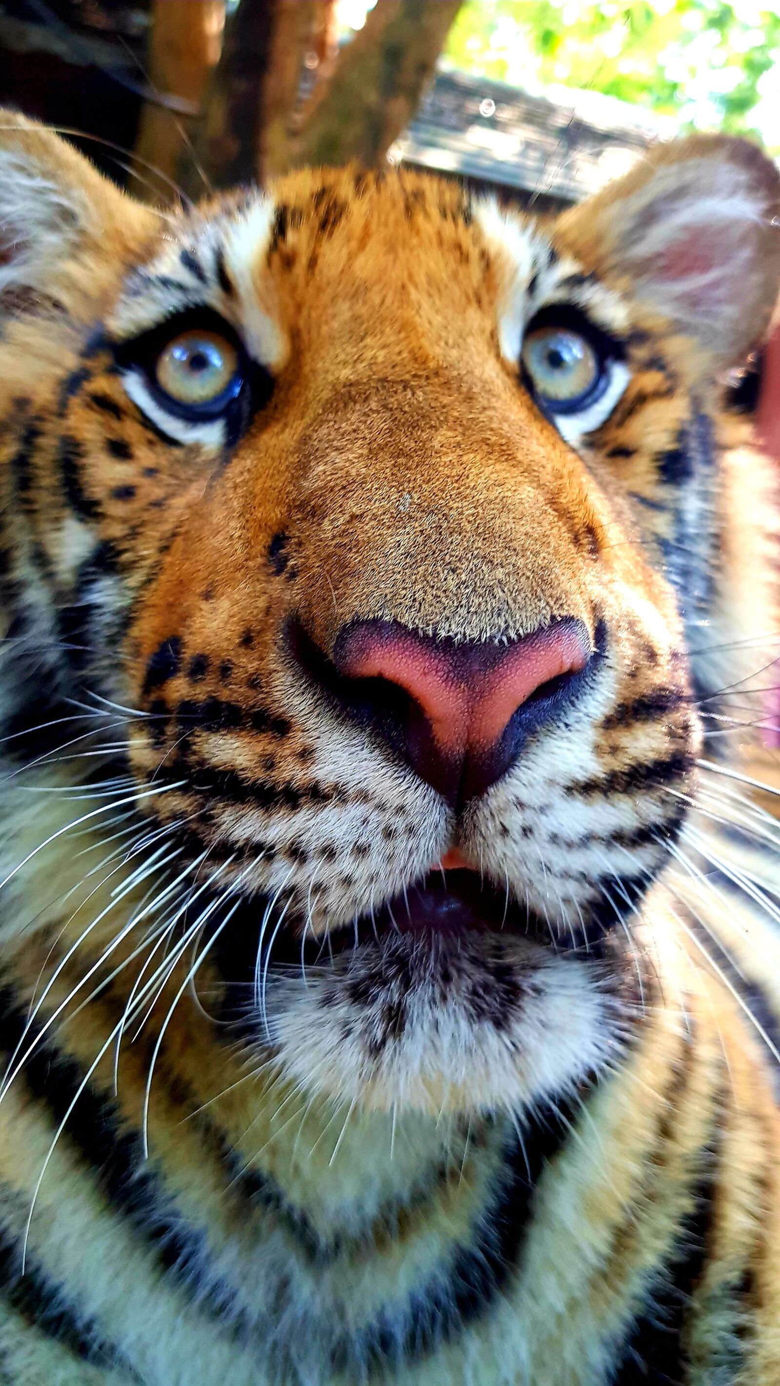 Samsung Galaxy S8 sample photo. Tiger, thailand, puppy photography