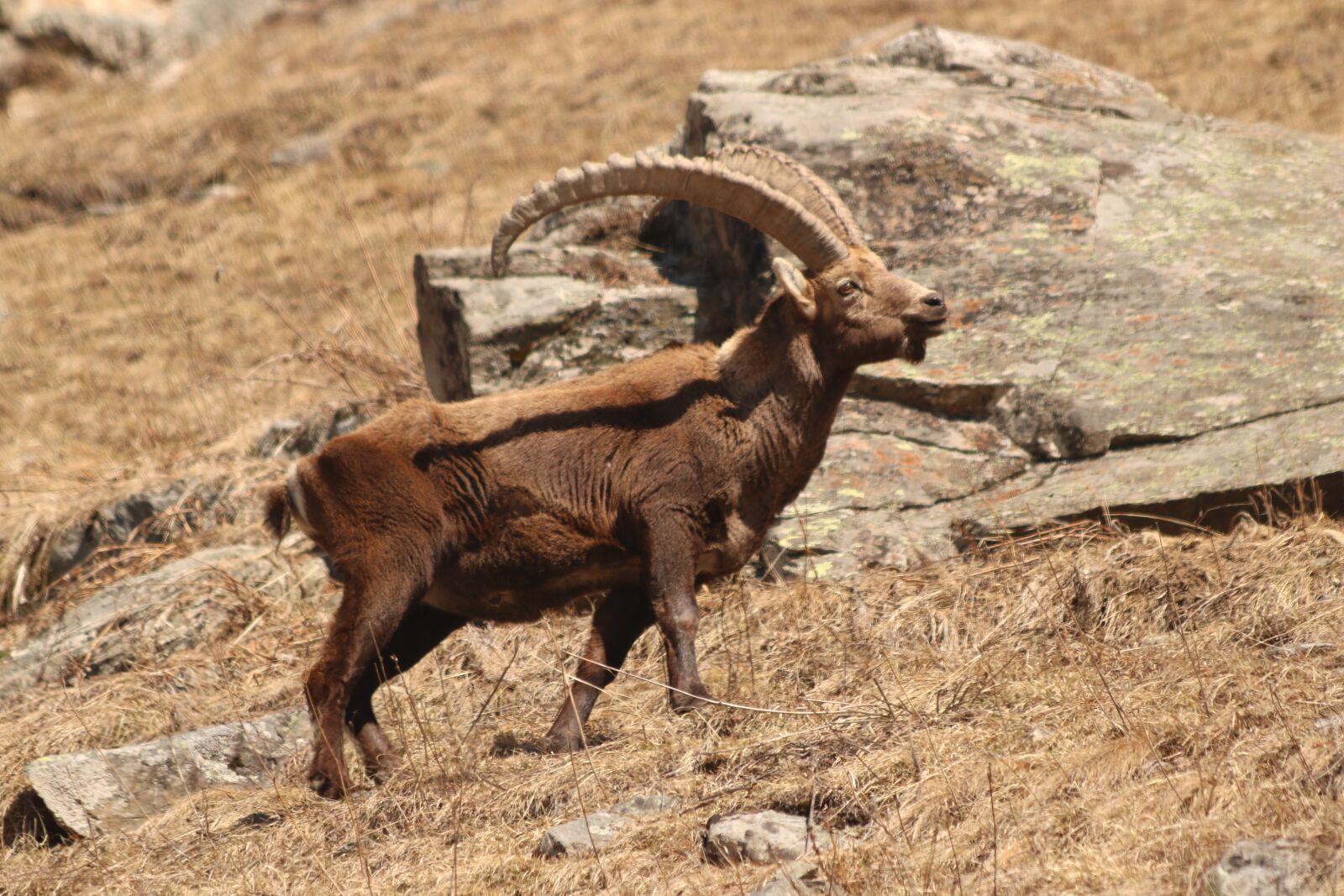 Canon EOS 750D (EOS Rebel T6i / EOS Kiss X8i) sample photo. Capricorn, alpine, animal photography