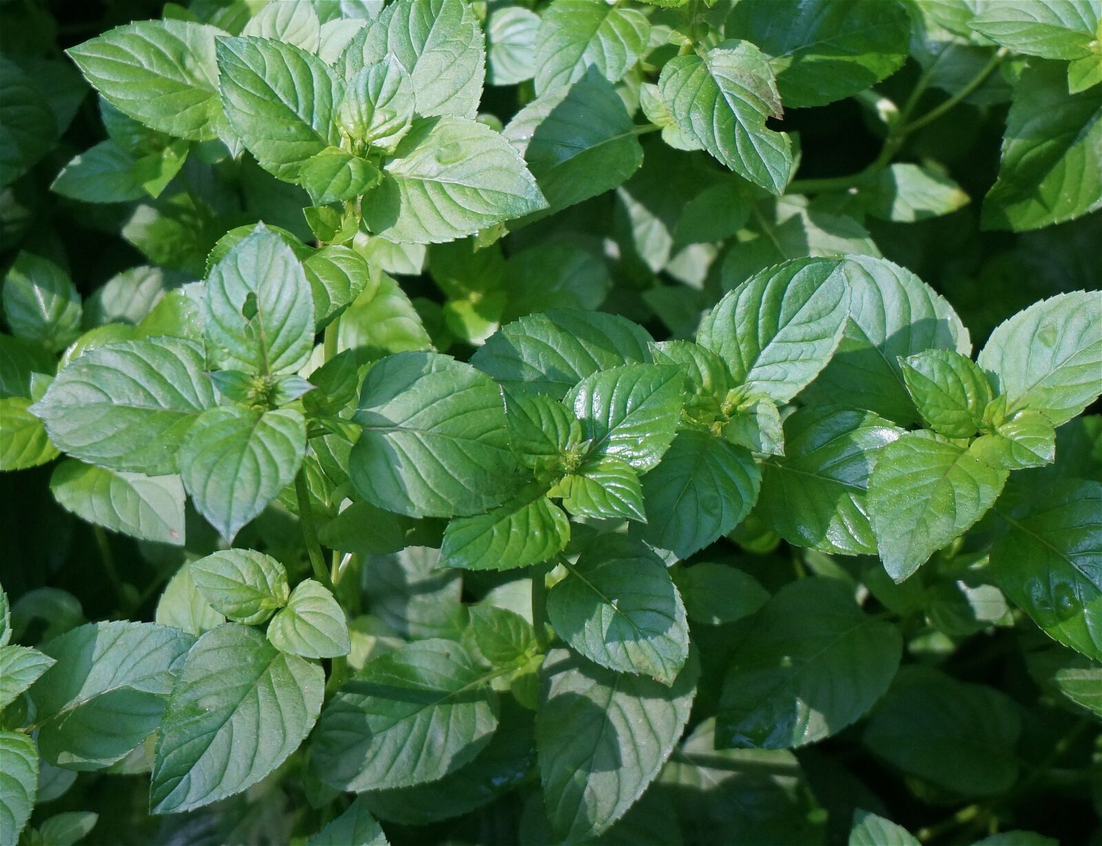Sony Alpha NEX-5T sample photo. Mint, herb, garden photography