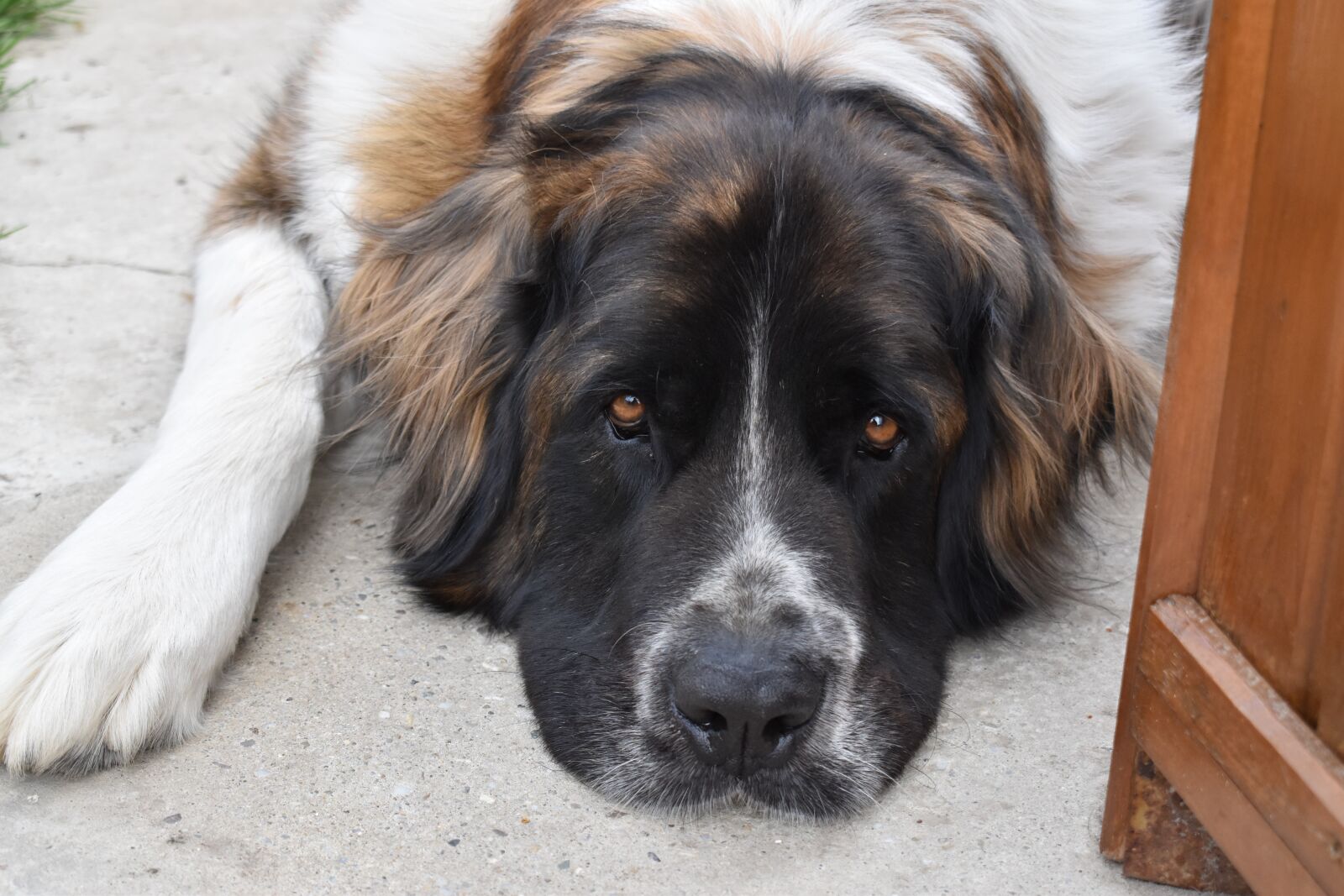 Nikon D5600 sample photo. Pet, dog, animal photography