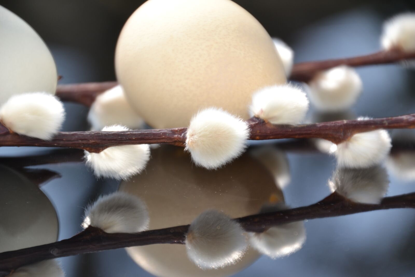 Nikon D3100 sample photo. Perlhuhnei, egg, palm kitten photography