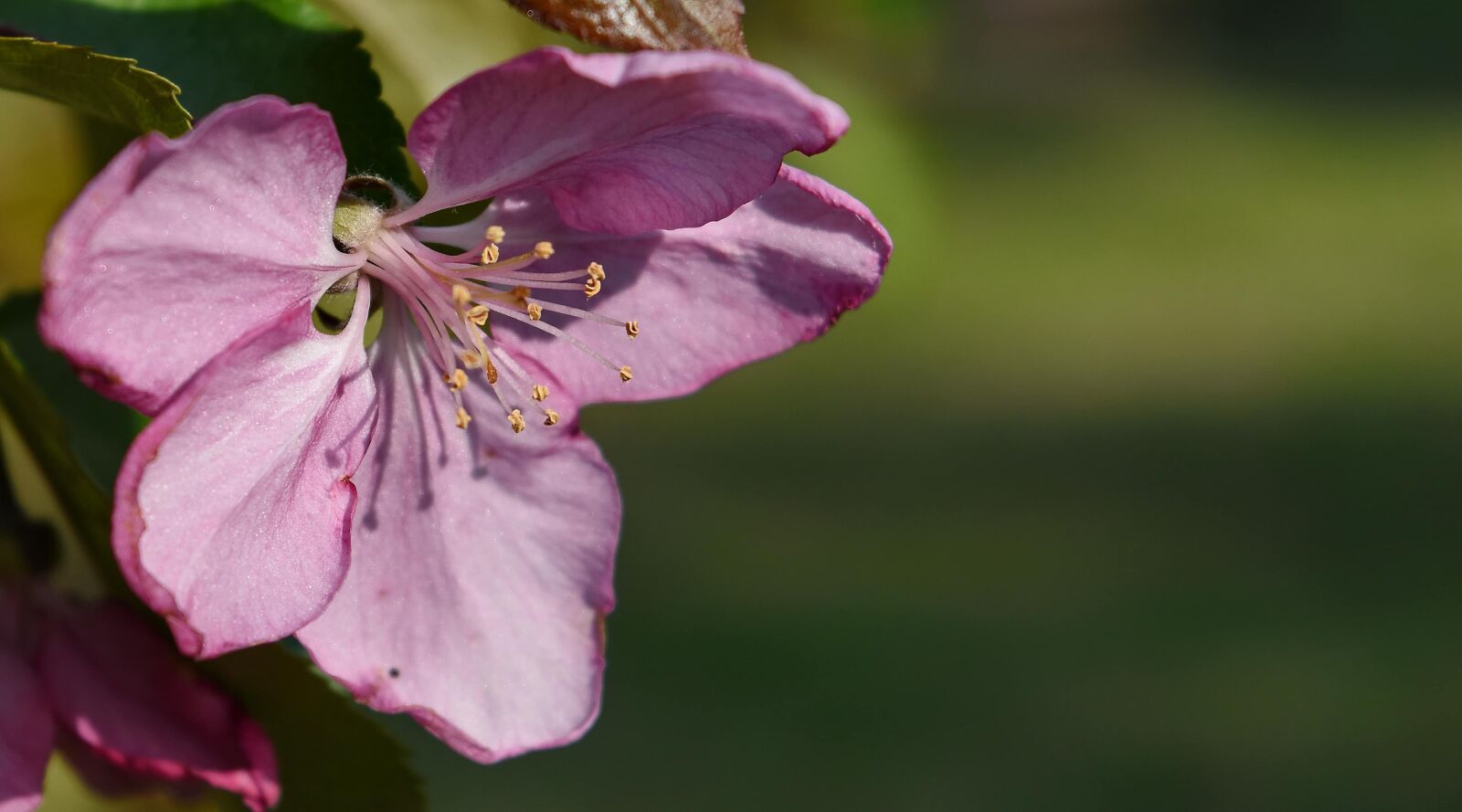 Nikon D5500 sample photo. Flower garden, pink, pistil photography
