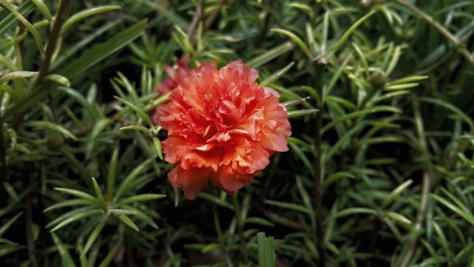 Samsung Galaxy Note4 sample photo. Flower, red, orange photography