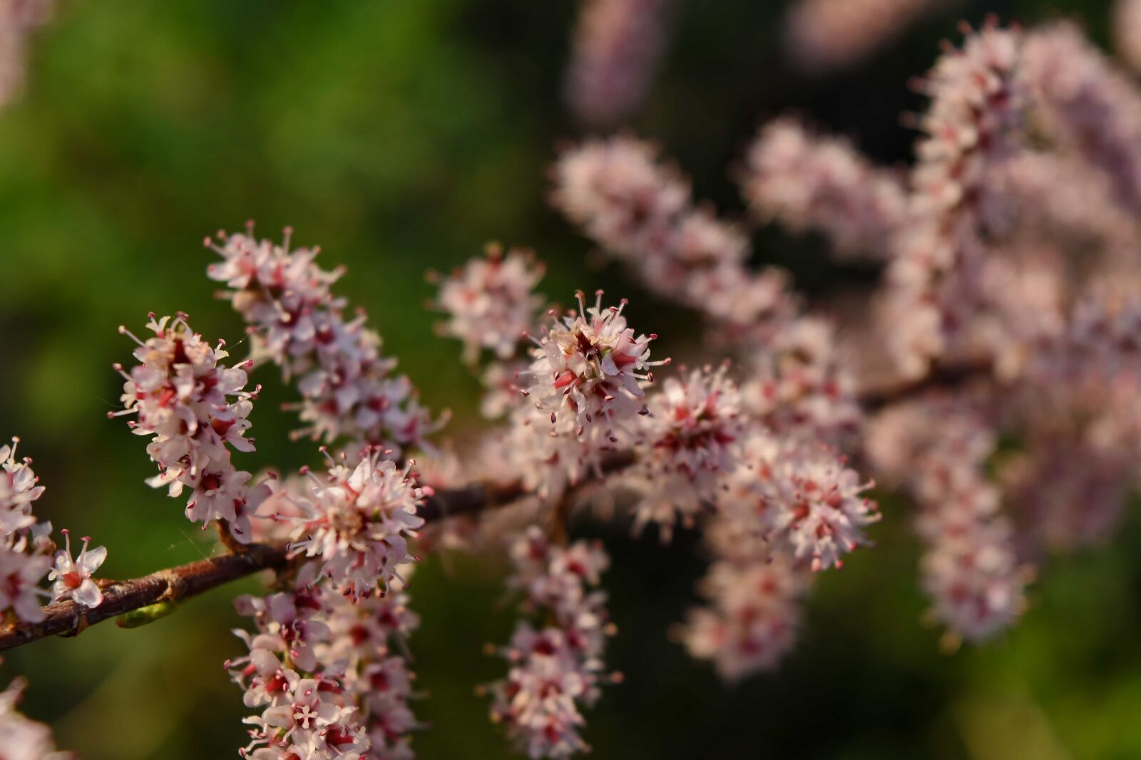 Nikon D5500 sample photo. Flower, flora, herb, nature photography