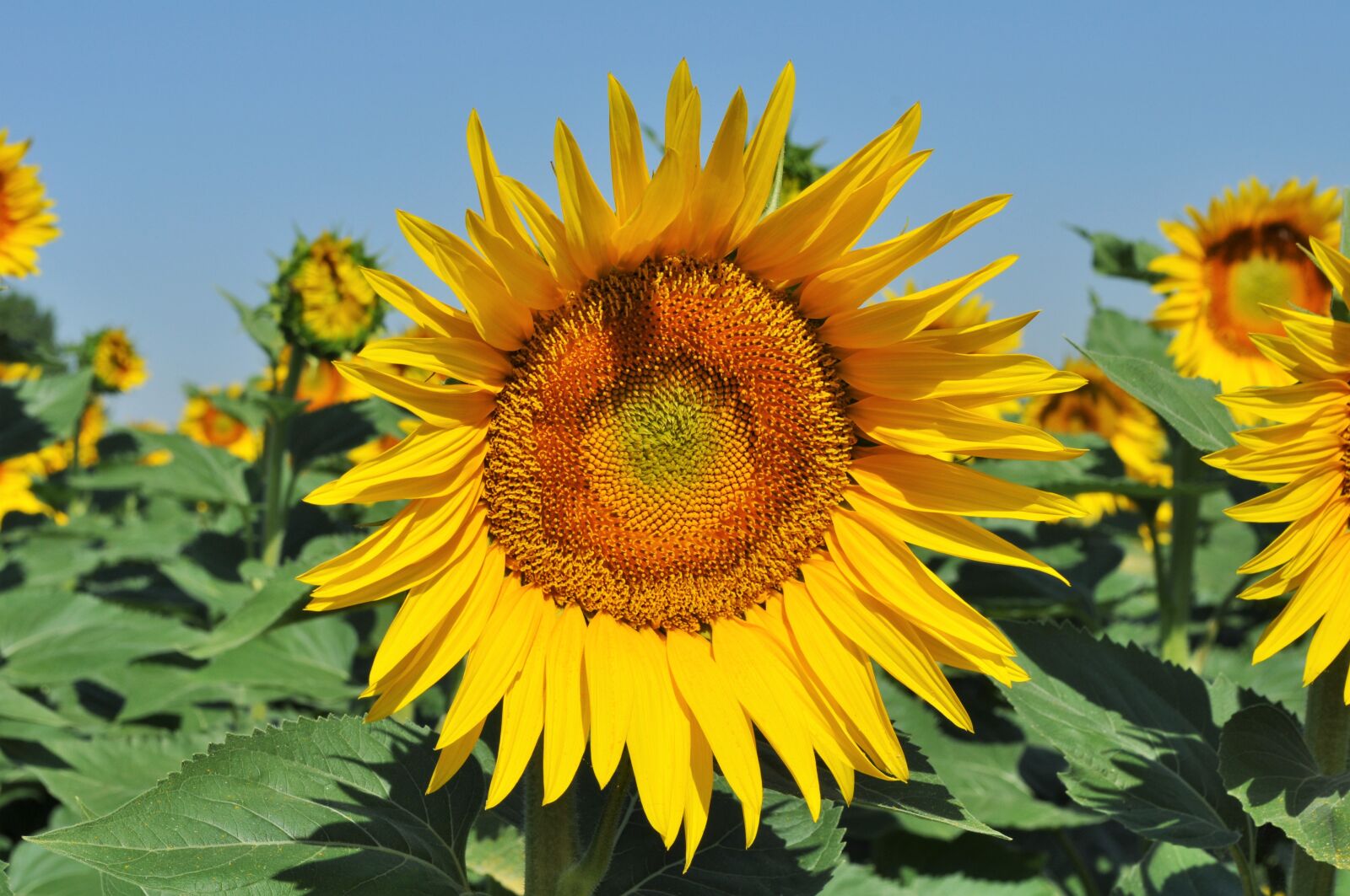 Nikon D5000 sample photo. Sun, yellow, sunflower photography