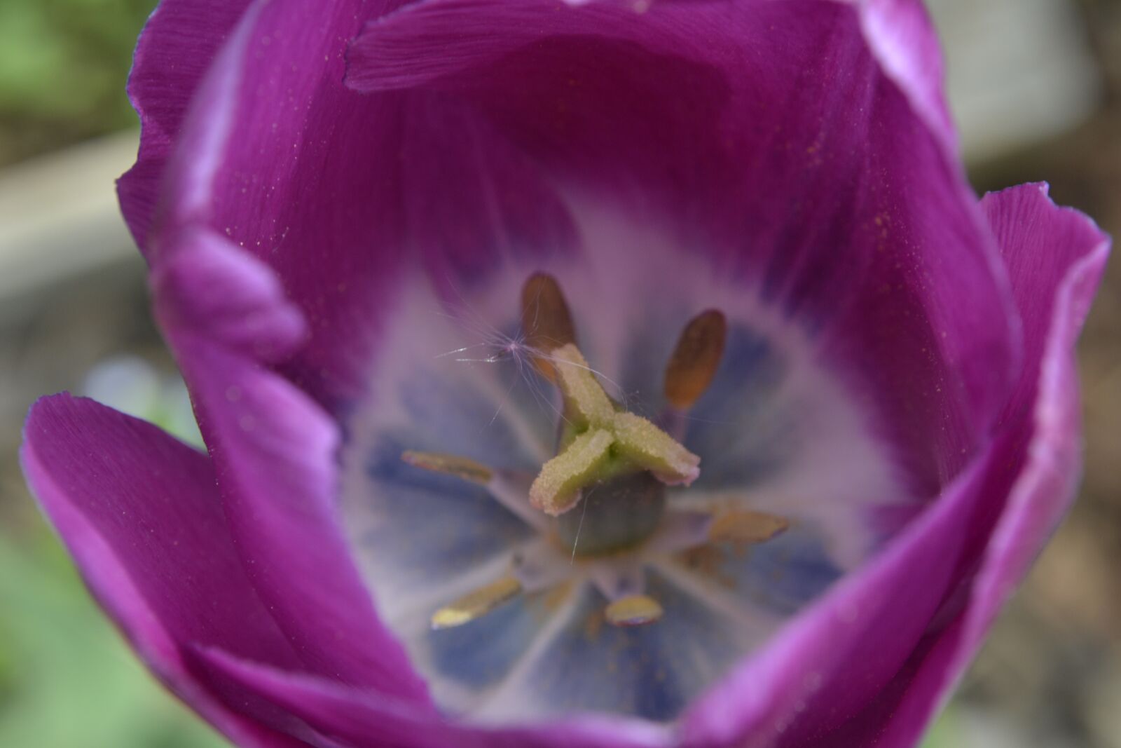 Nikon D3100 sample photo. Flower, nature, plant photography