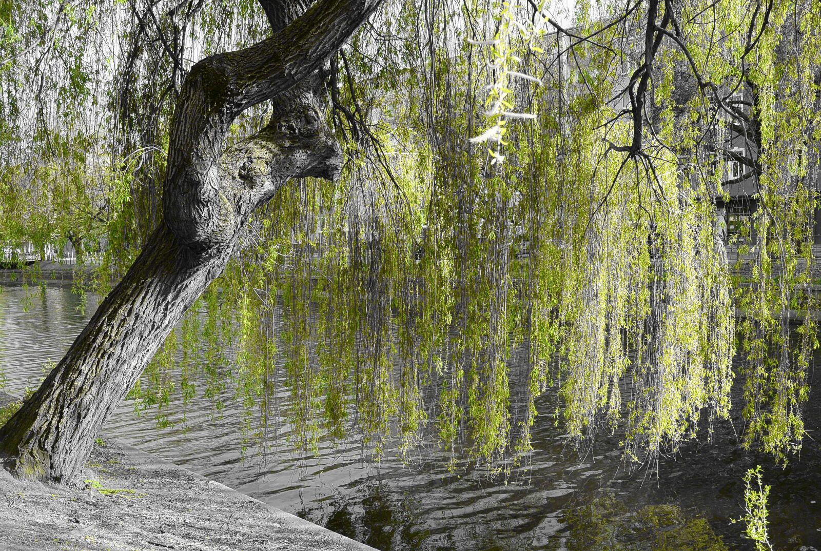 Nikon 1 S1 sample photo. Weeping willow, nature, green photography