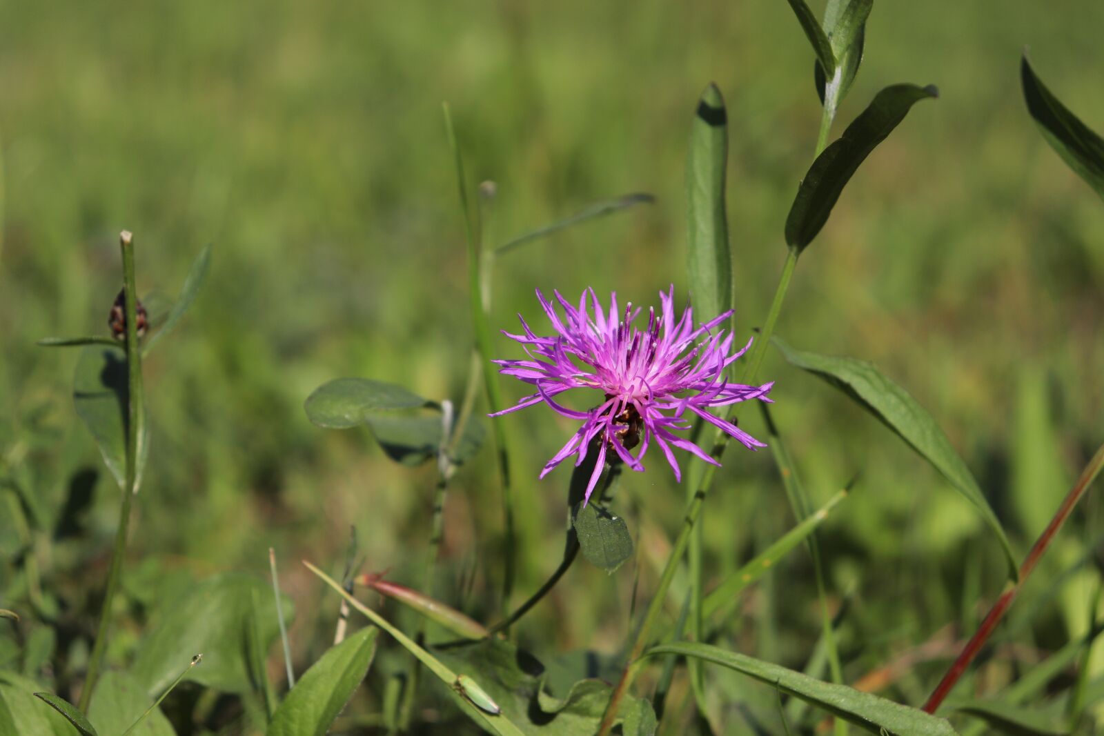 Canon EOS 800D (EOS Rebel T7i / EOS Kiss X9i) sample photo. Pointed flower, pink, nature photography