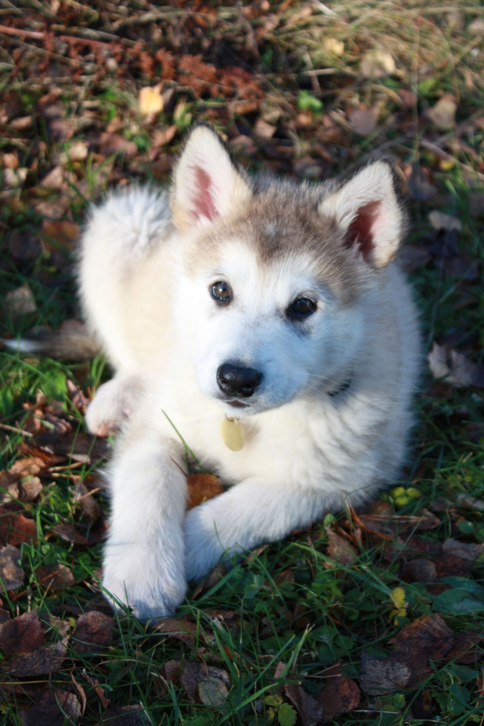 Canon EOS 450D (EOS Rebel XSi / EOS Kiss X2) sample photo. Baby alaskan malamute, sled photography
