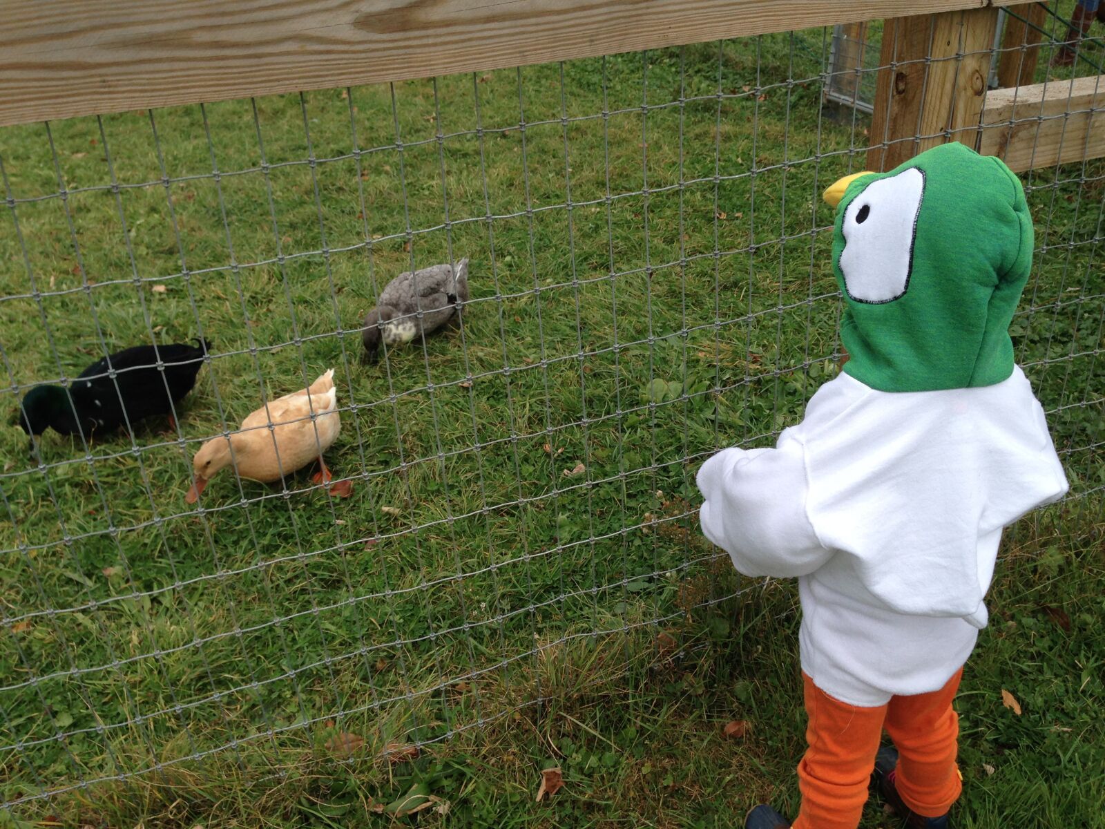 iPhone 5 back camera 4.12mm f/2.4 sample photo. Ducks, duck, costume photography